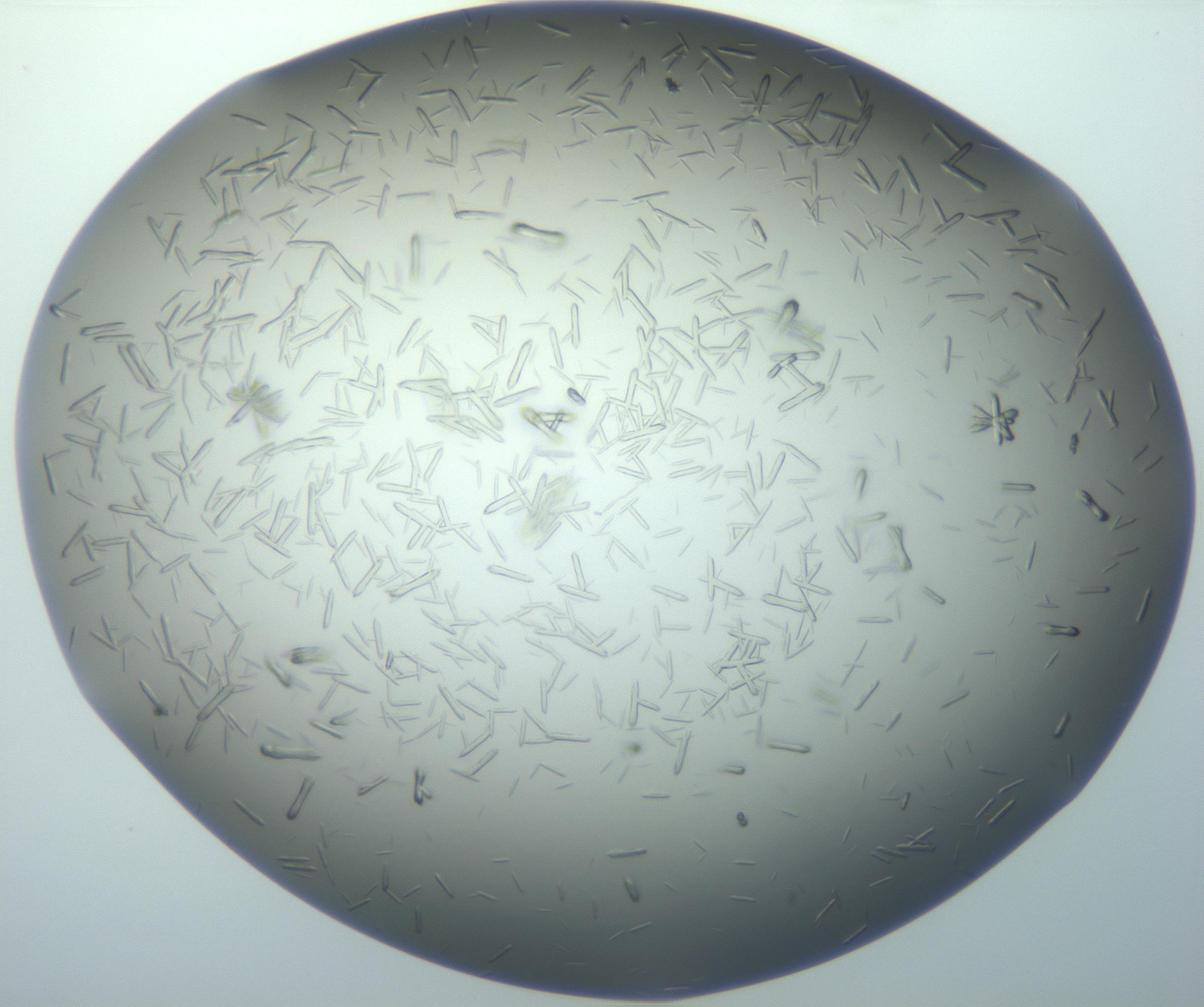 RI01_03_000_0212_Proj1_Clon1_MC_0000MC102884_010_161126_09_04_01_00_99_002_001_RAI.jpg
