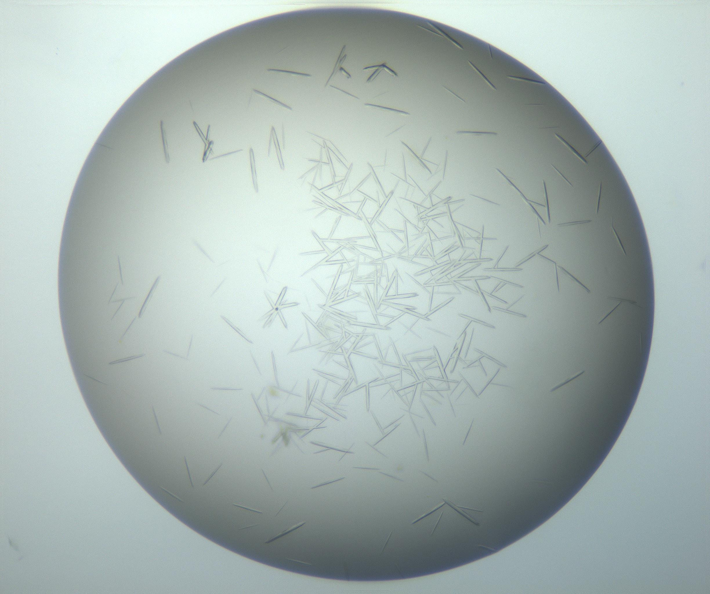 RI01_03_000_0212_Proj1_Clon1_MC_0000MC102884_010_161126_09_04_02_00_99_002_001_RAI.jpg