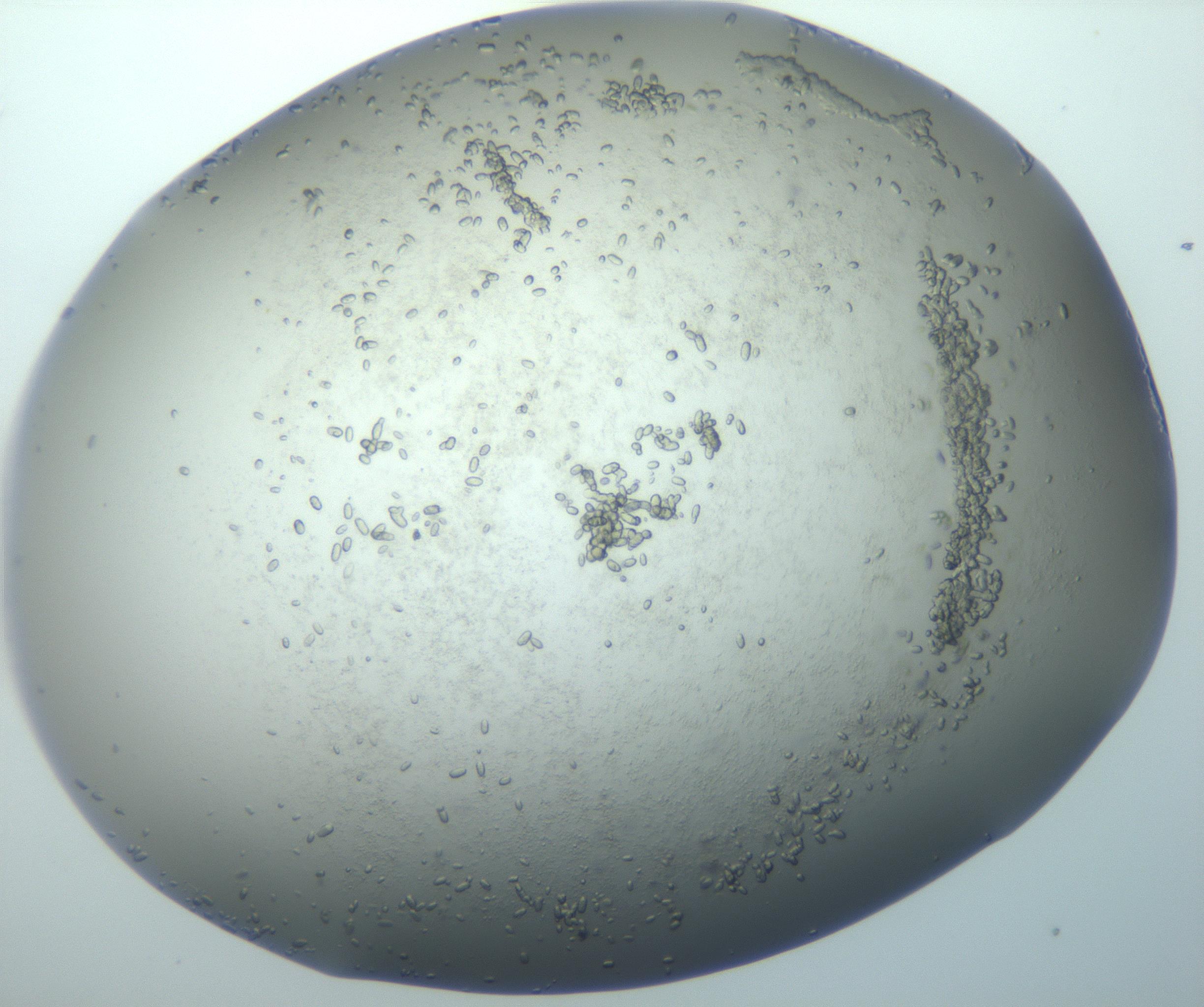 RI01_03_000_0212_Proj1_Clon1_MC_0000MC102884_010_161126_09_08_01_00_99_002_001_RAI.jpg
