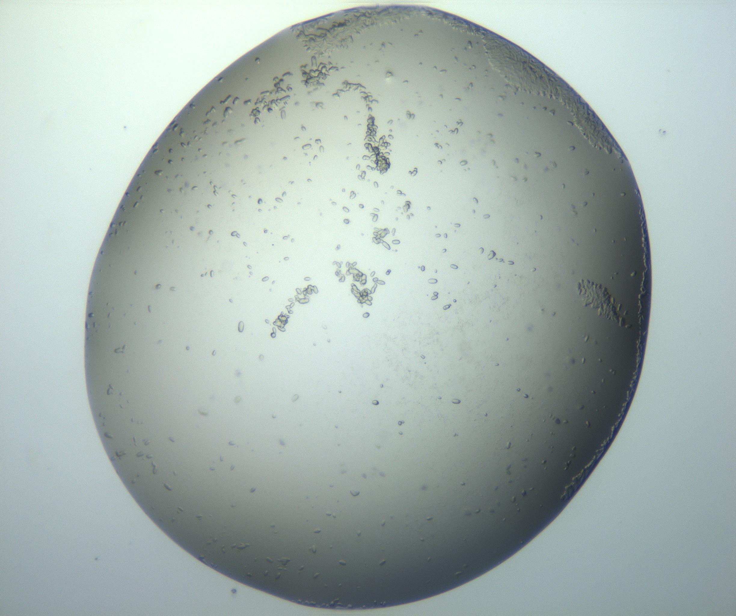RI01_03_000_0212_Proj1_Clon1_MC_0000MC102884_010_161126_09_08_02_00_99_002_001_RAI.jpg
