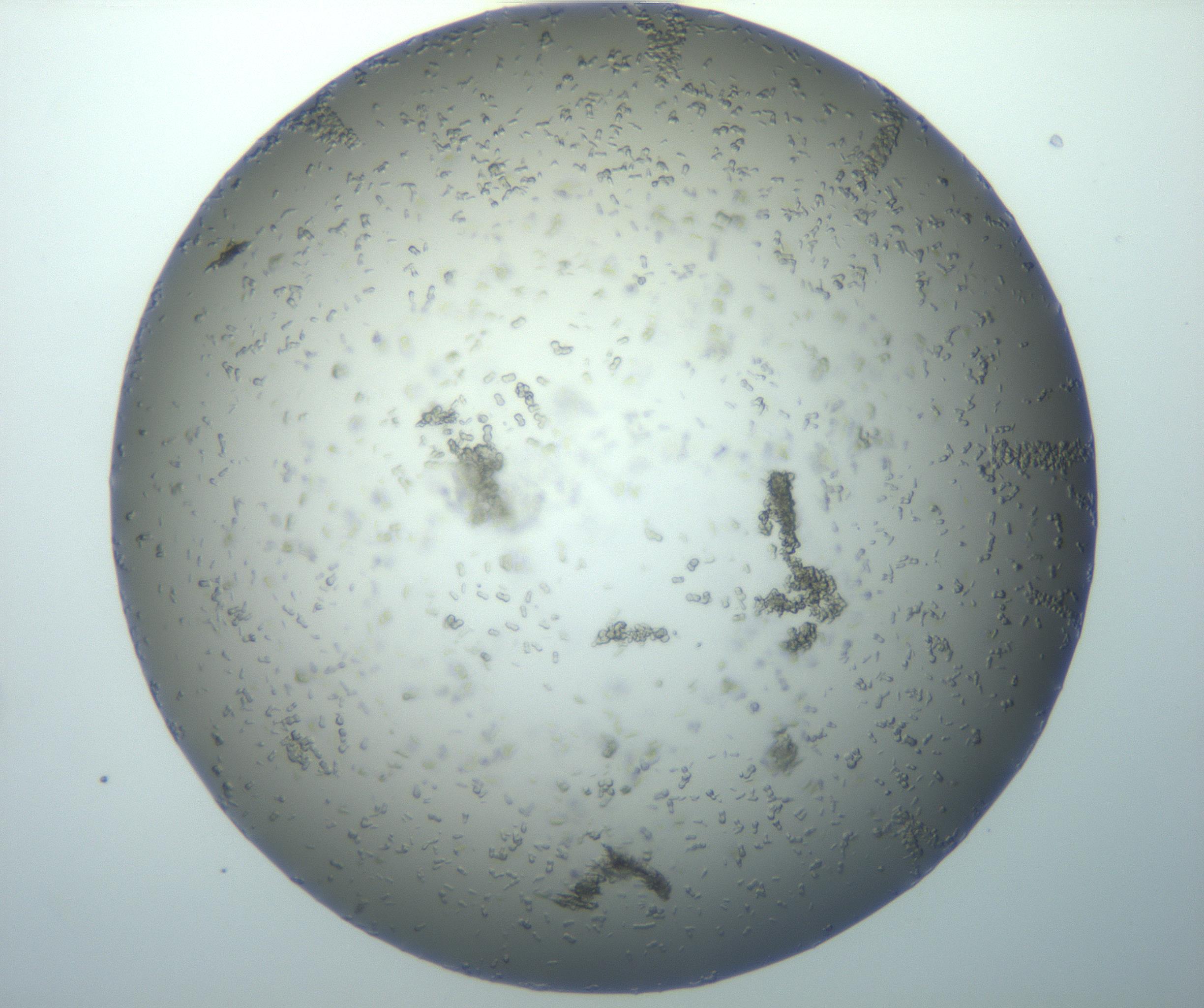 RI01_03_000_0212_Proj1_Clon1_MC_0000MC102884_010_161126_10_02_02_00_99_002_001_RAI.jpg