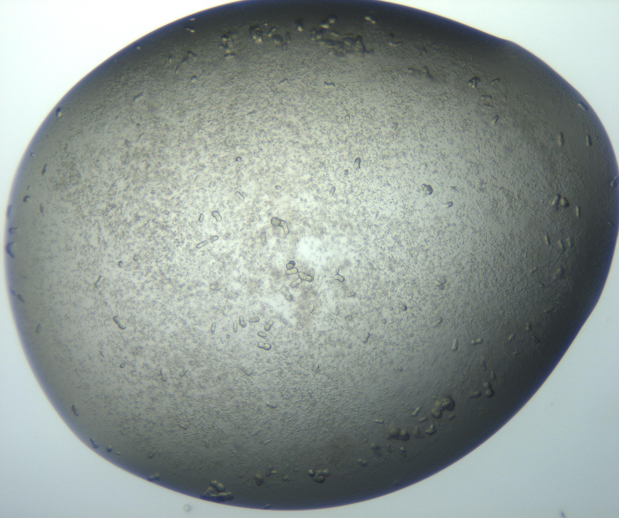 RI01_03_000_0212_Proj1_Clon1_MC_0000MC102884_010_161126_12_05_01_00_99_002_001_RAI.jpg