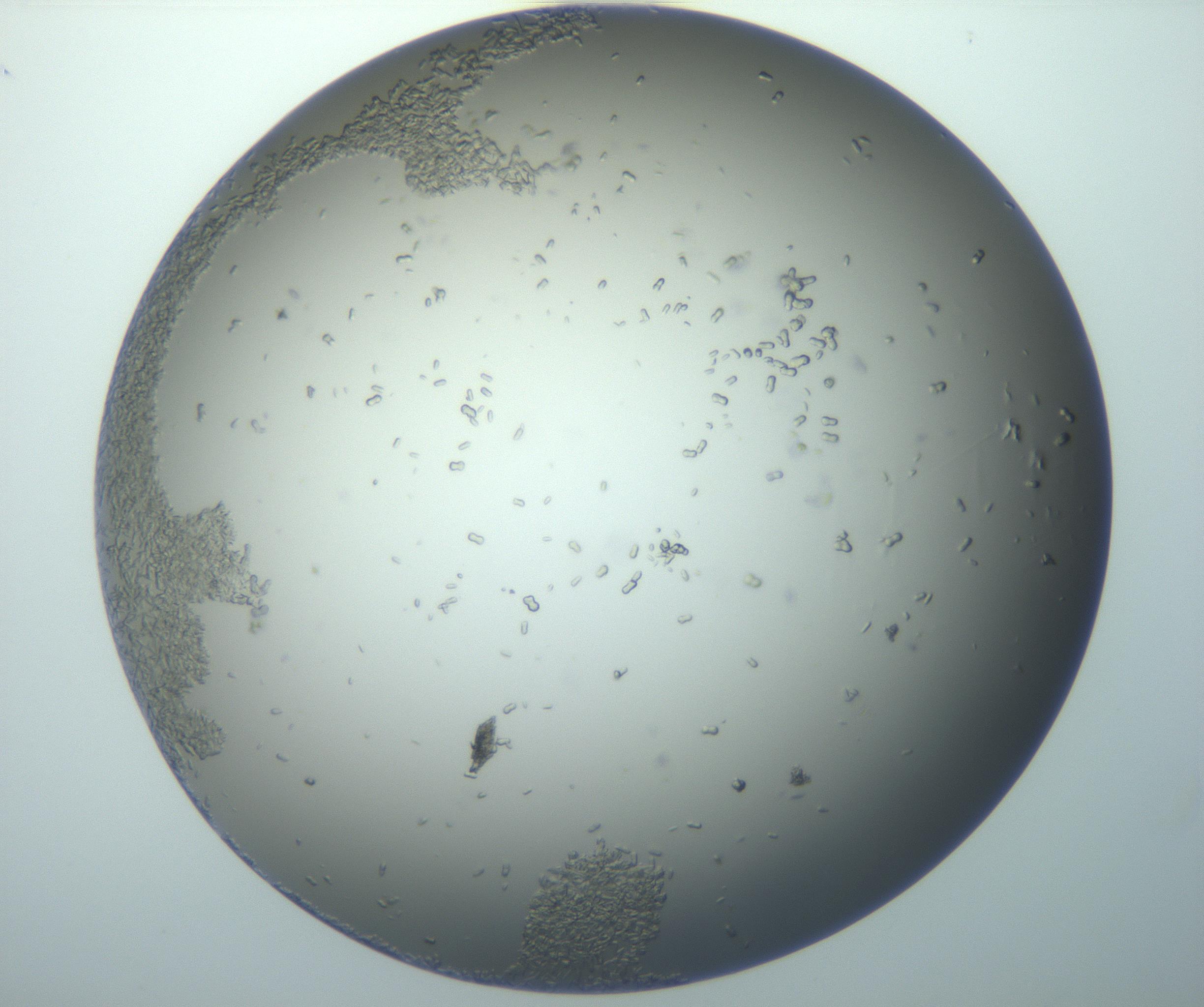 RI01_03_000_0212_Proj1_Clon1_MC_0000MC102884_010_161126_12_05_02_00_99_002_001_RAI.jpg