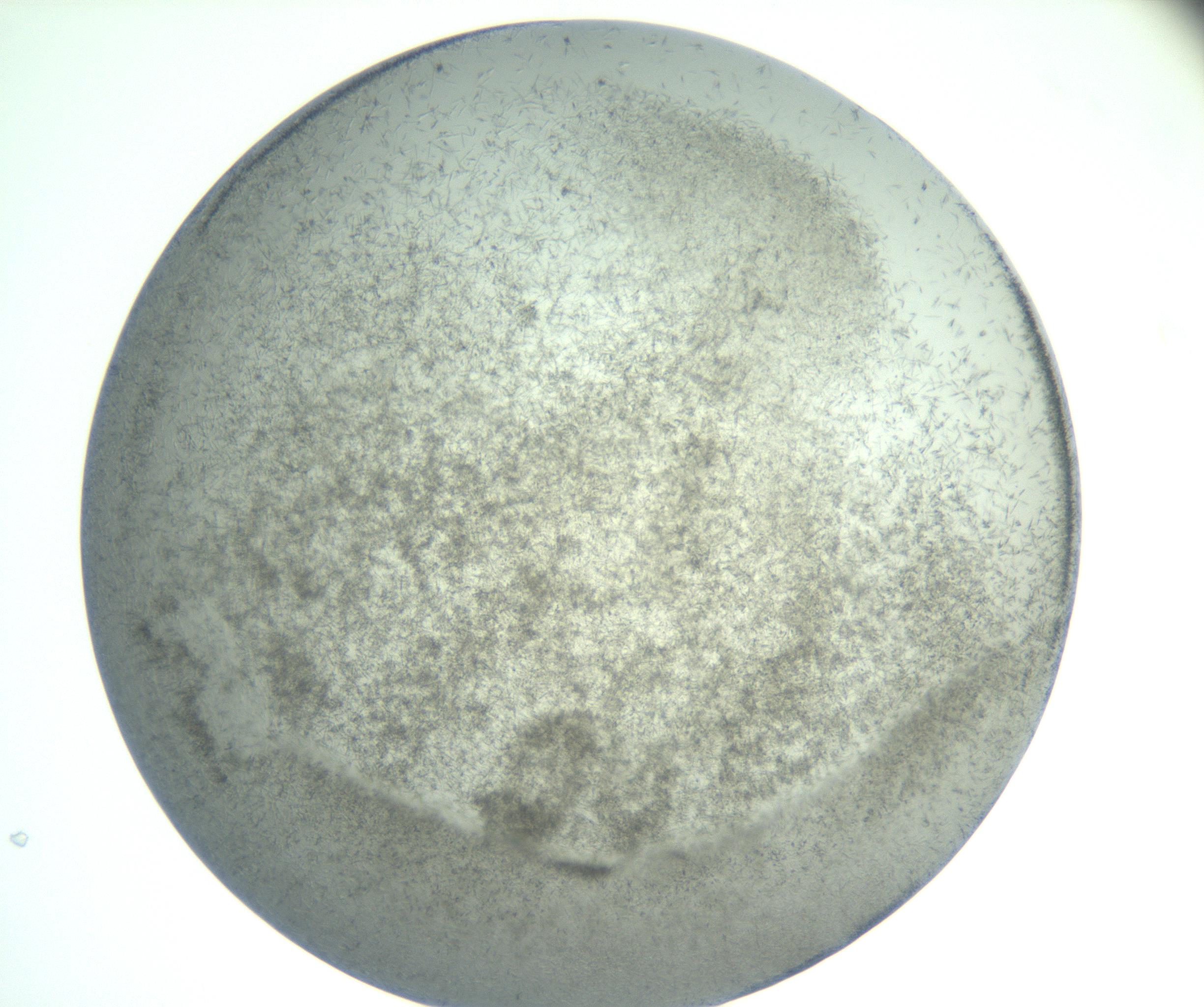 RI01_03_000_0212_Proj1_Clon1_MC_0000MC102885_002_161022_01_06_01_00_99_002_001_RAI.jpg