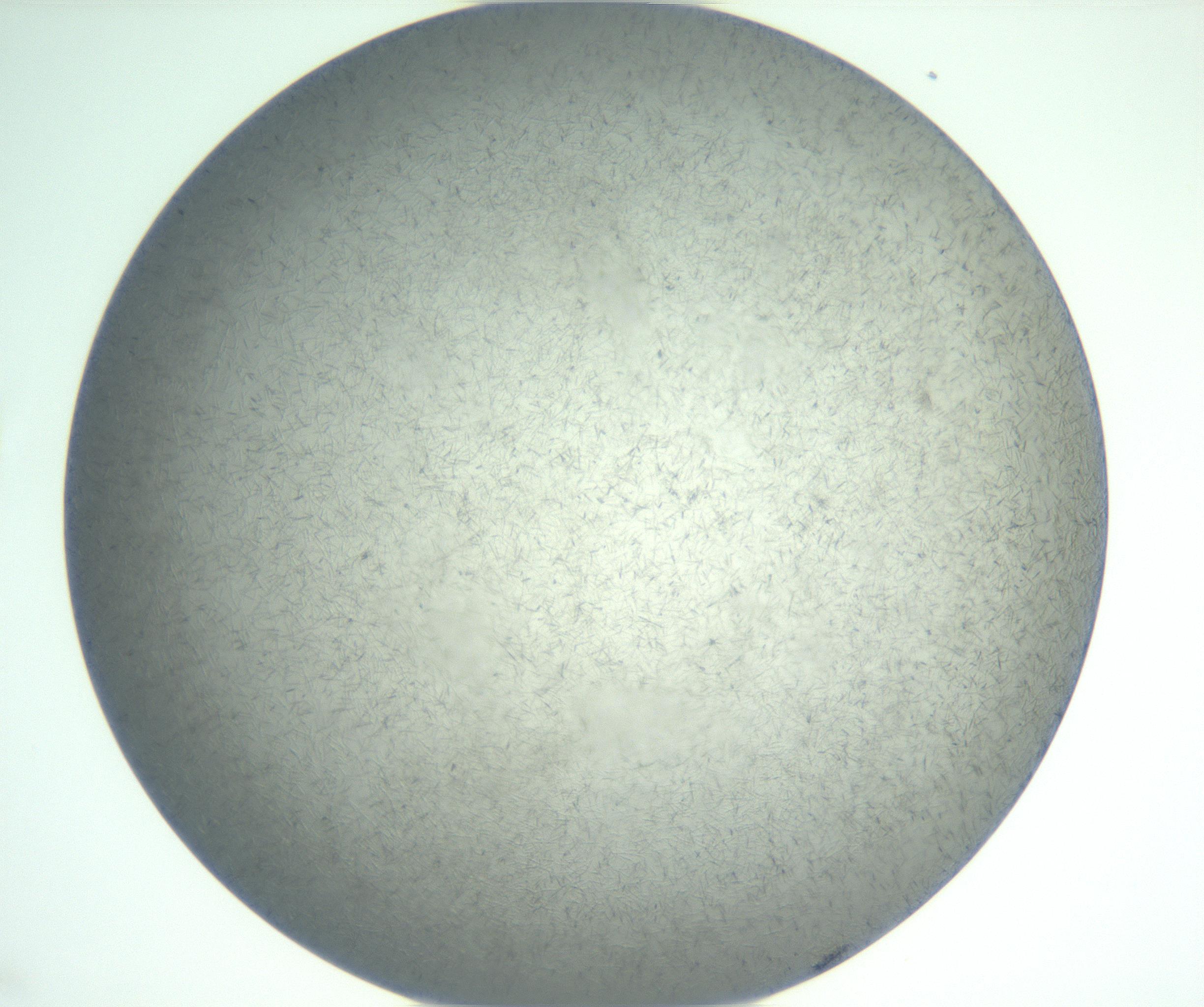 RI01_03_000_0212_Proj1_Clon1_MC_0000MC102885_002_161022_01_06_02_00_99_002_001_RAI.jpg