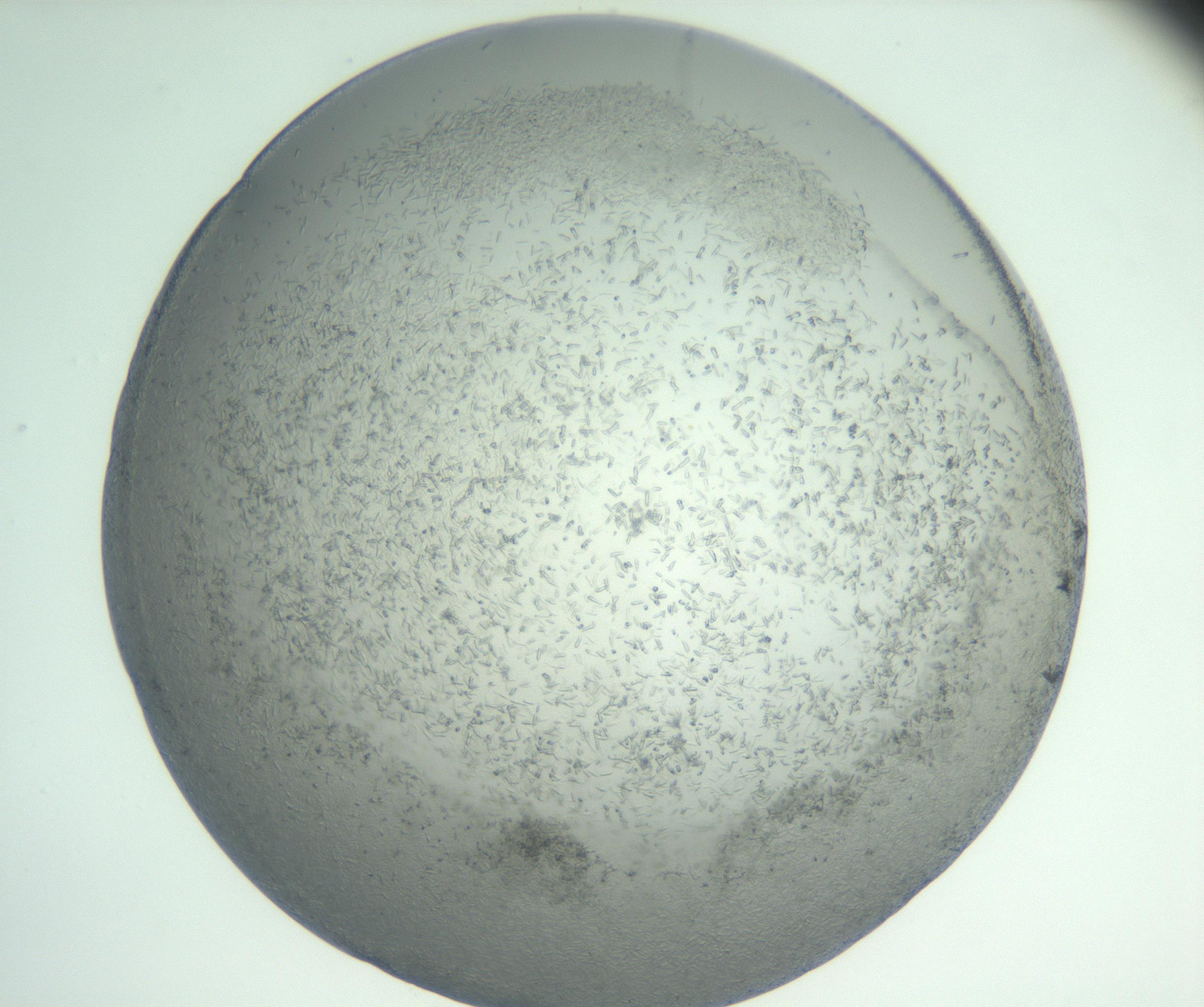 RI01_03_000_0212_Proj1_Clon1_MC_0000MC102885_002_161022_01_07_01_00_99_002_001_RAI.jpg