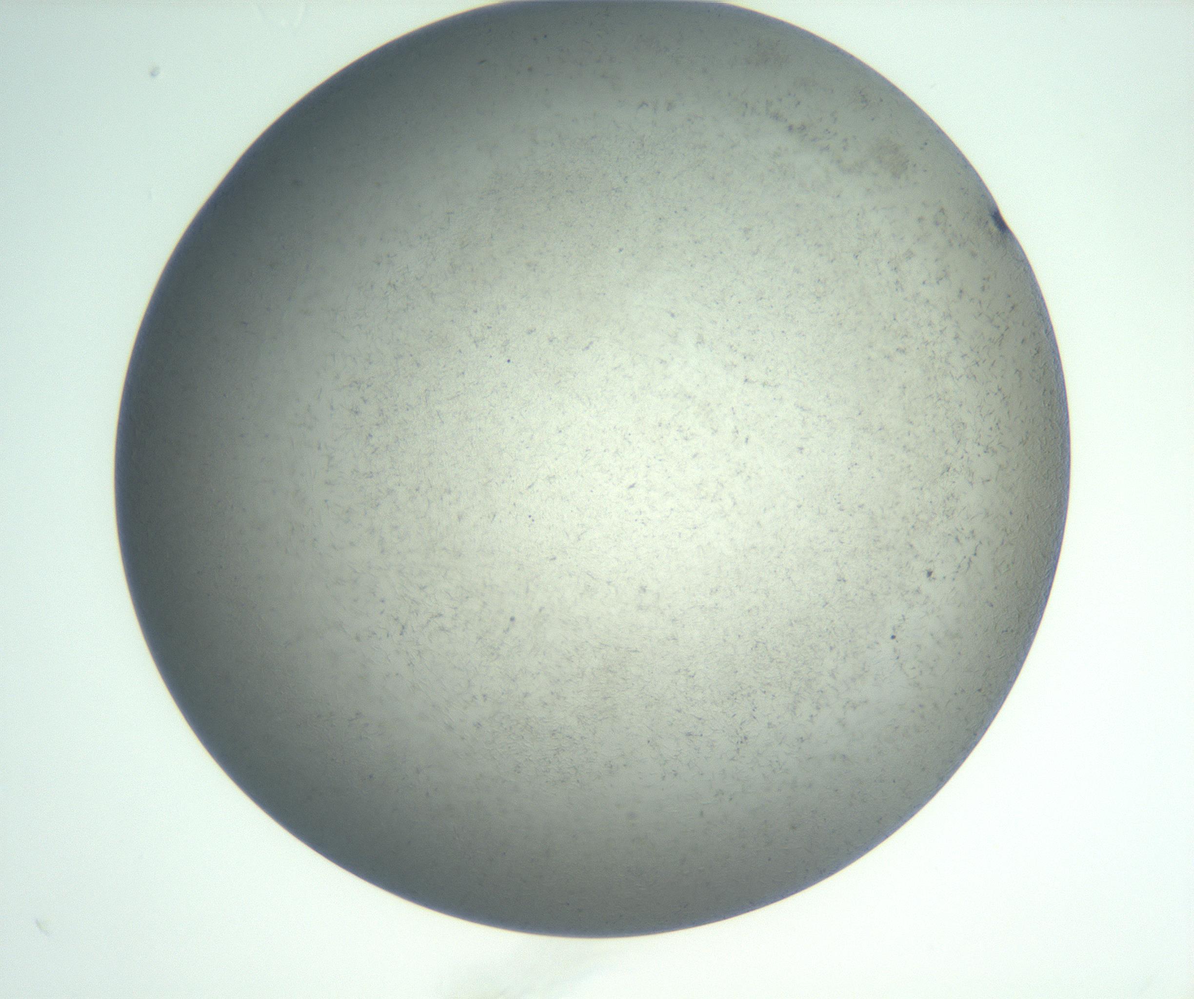 RI01_03_000_0212_Proj1_Clon1_MC_0000MC102885_002_161022_01_07_02_00_99_002_001_RAI.jpg