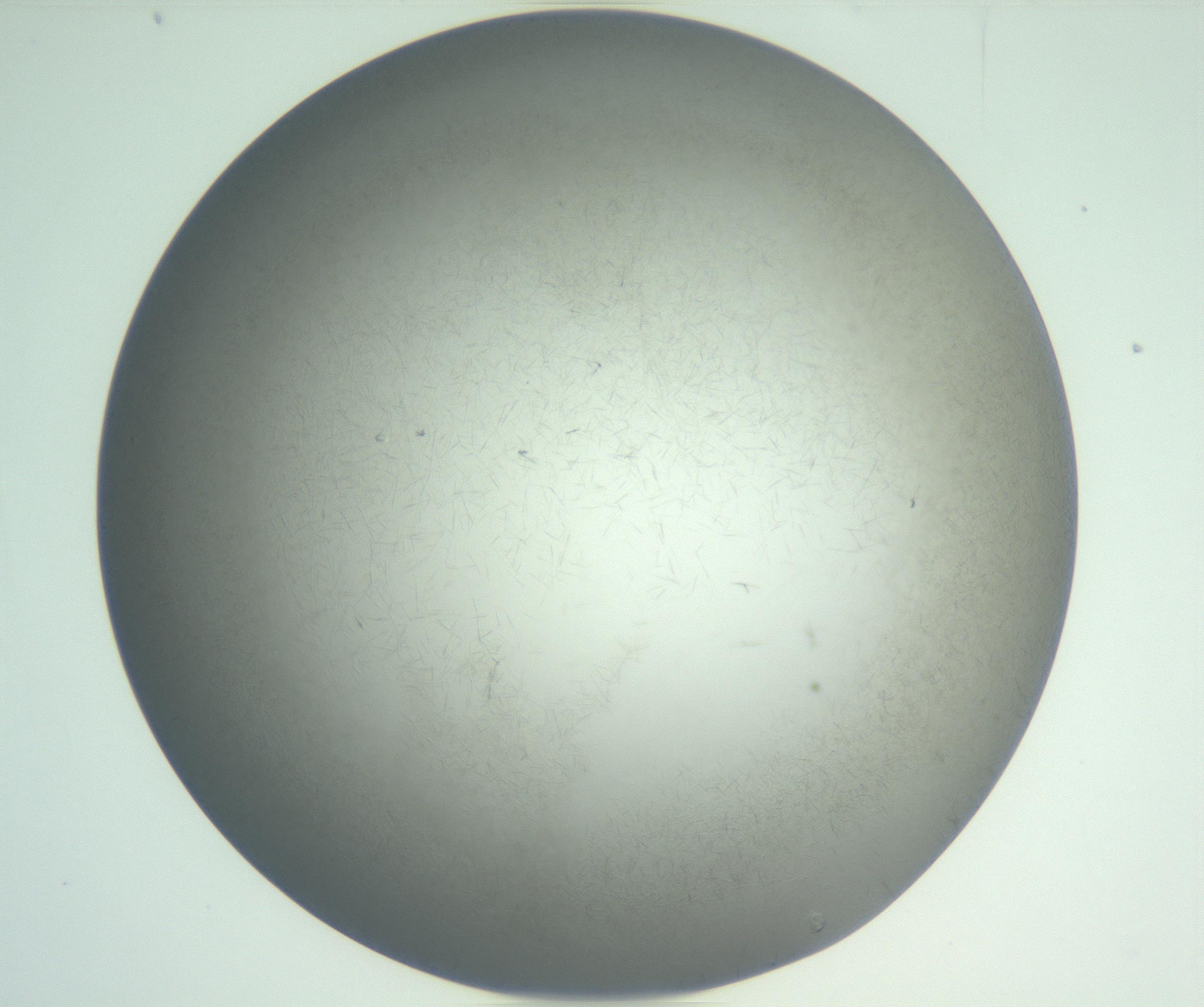 RI01_03_000_0212_Proj1_Clon1_MC_0000MC102885_002_161022_02_03_02_00_99_002_001_RAI.jpg