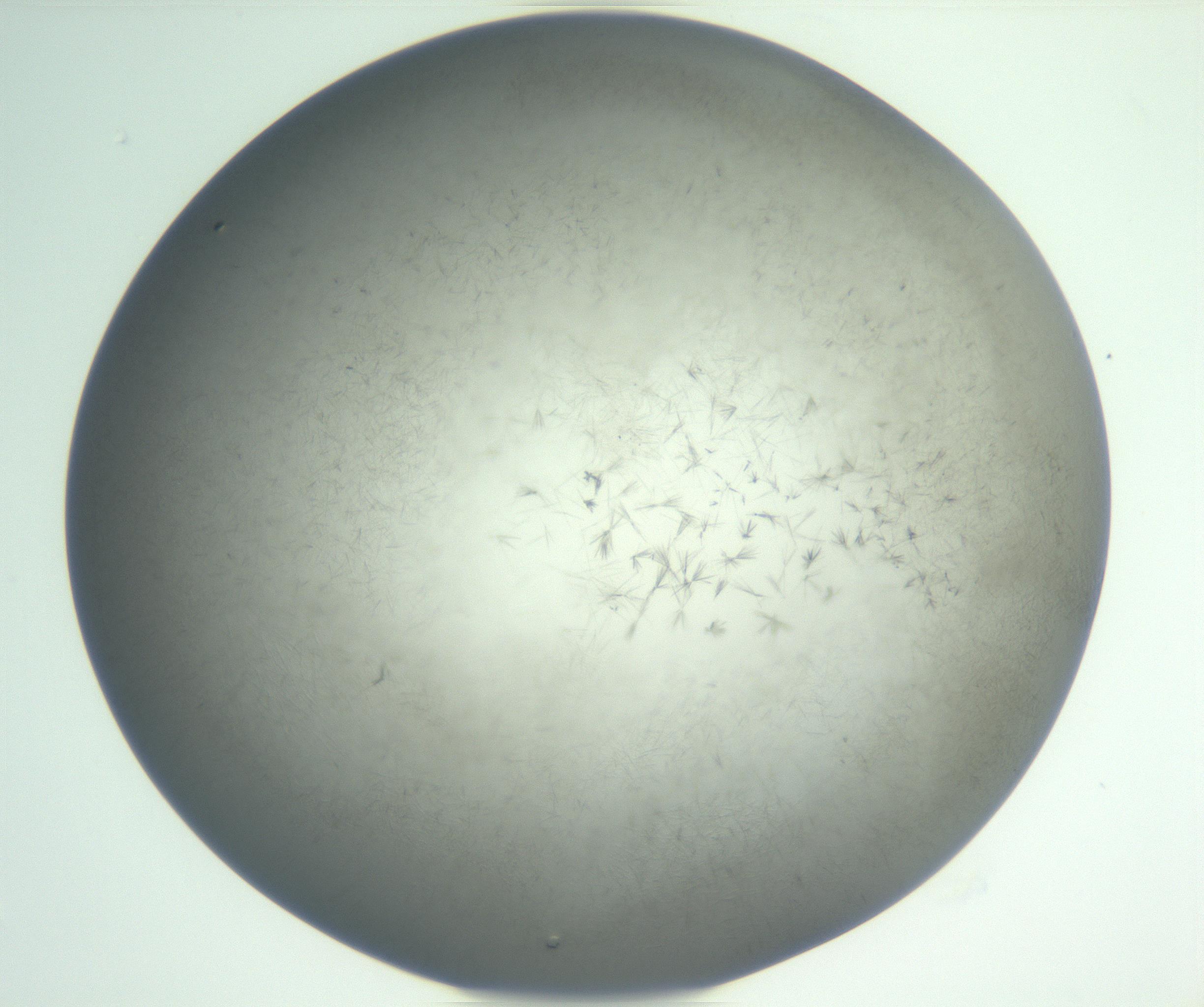 RI01_03_000_0212_Proj1_Clon1_MC_0000MC102885_002_161022_04_02_02_00_99_002_001_RAI.jpg