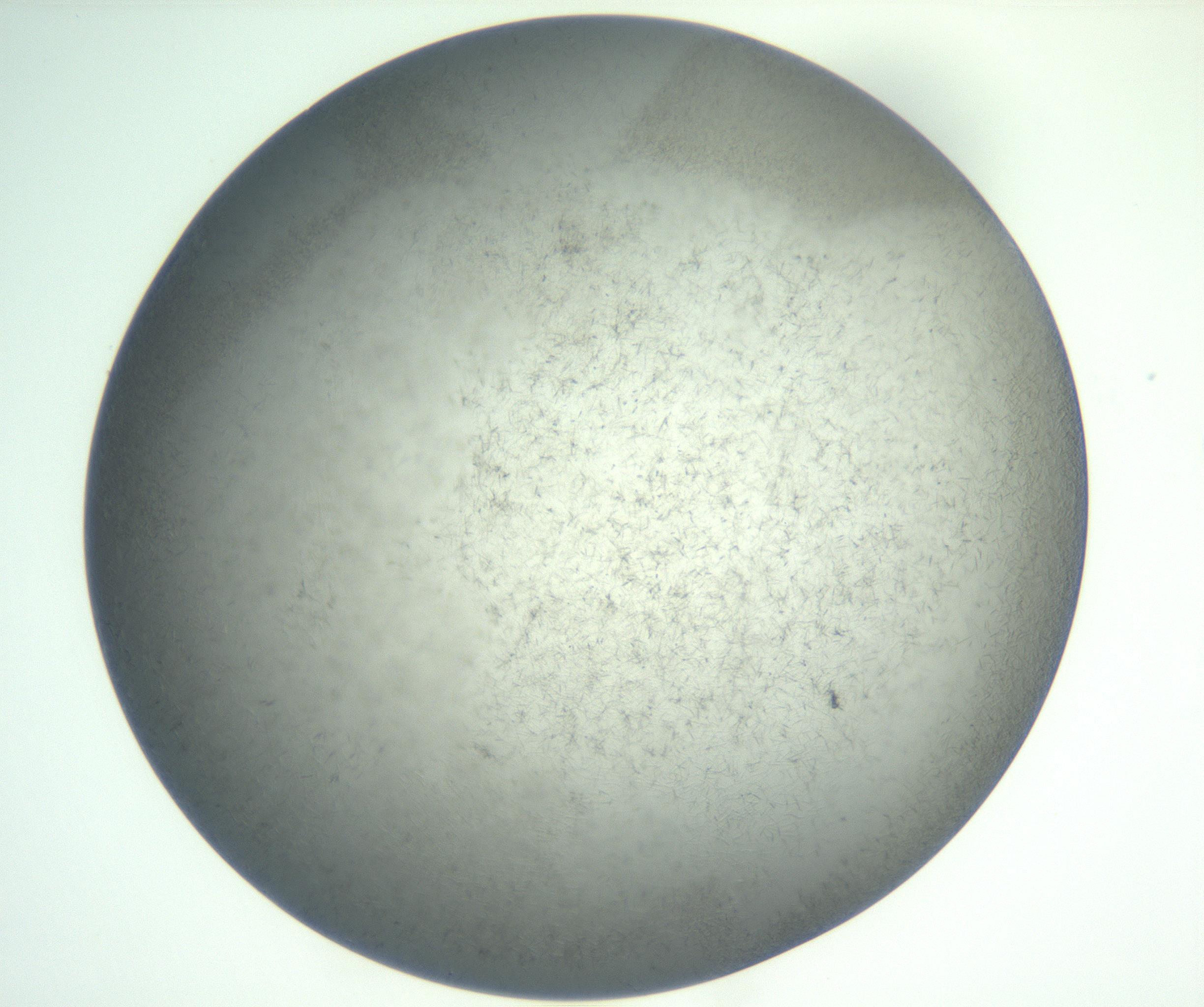 RI01_03_000_0212_Proj1_Clon1_MC_0000MC102885_002_161022_05_02_02_00_99_002_001_RAI.jpg