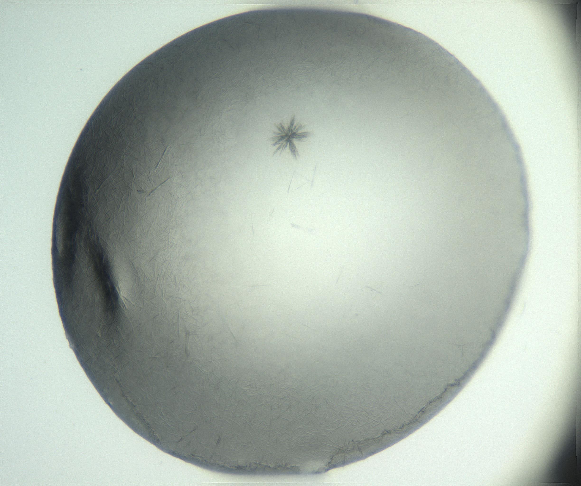 RI01_03_000_0212_Proj1_Clon1_MC_0000MC102885_002_161022_06_03_01_00_99_002_001_RAI.jpg