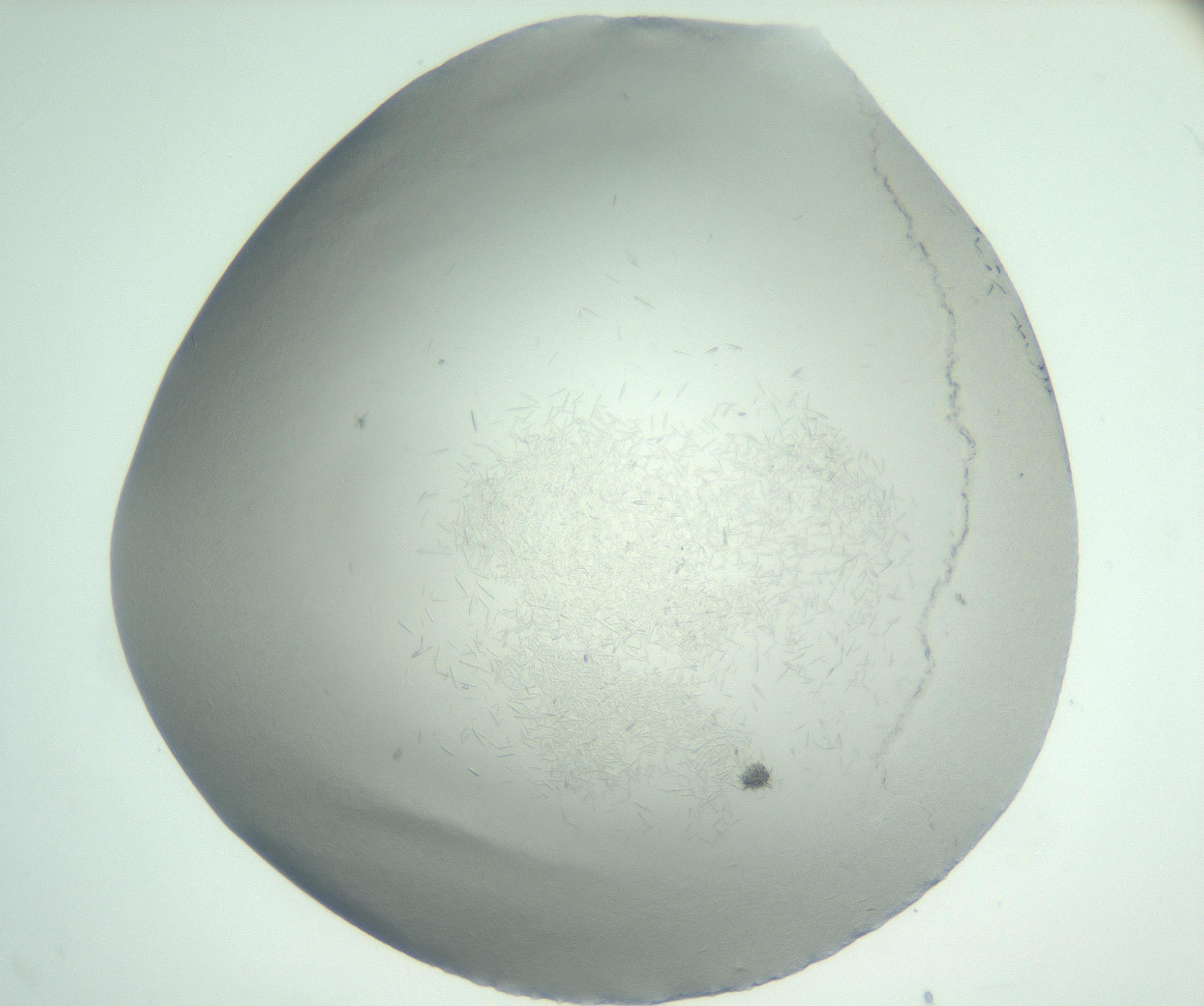 RI01_03_000_0212_Proj1_Clon1_MC_0000MC102885_002_161022_07_01_01_00_99_002_001_RAI.jpg