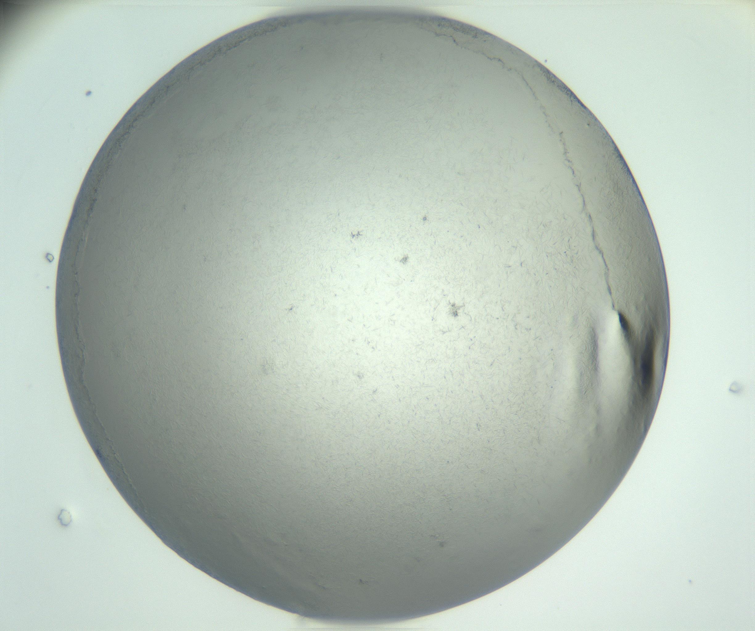 RI01_03_000_0212_Proj1_Clon1_MC_0000MC102885_002_161022_07_07_01_00_99_002_001_RAI.jpg