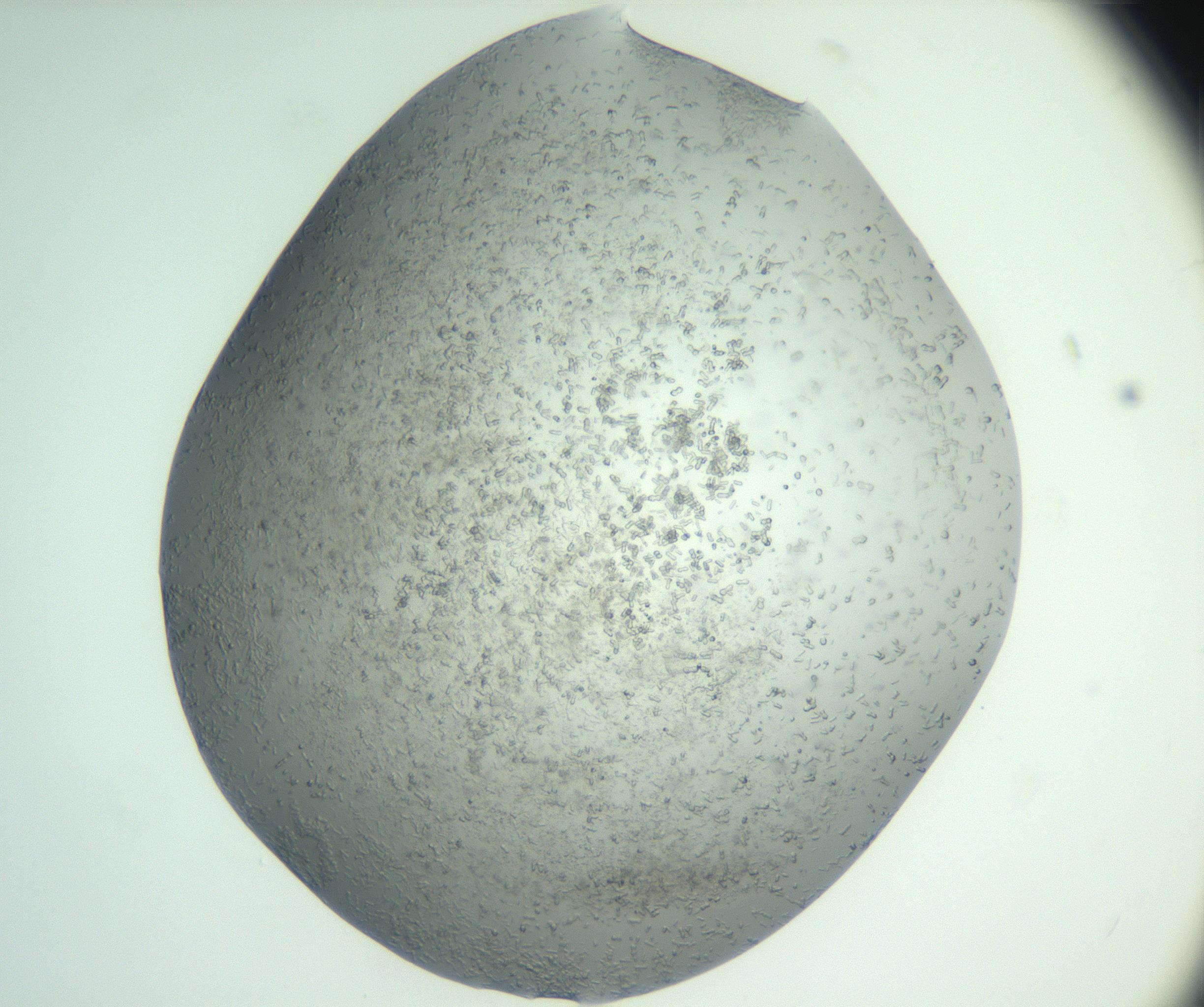 RI01_03_000_0212_Proj1_Clon1_MC_0000MC102885_002_161022_08_01_01_00_99_002_001_RAI.jpg
