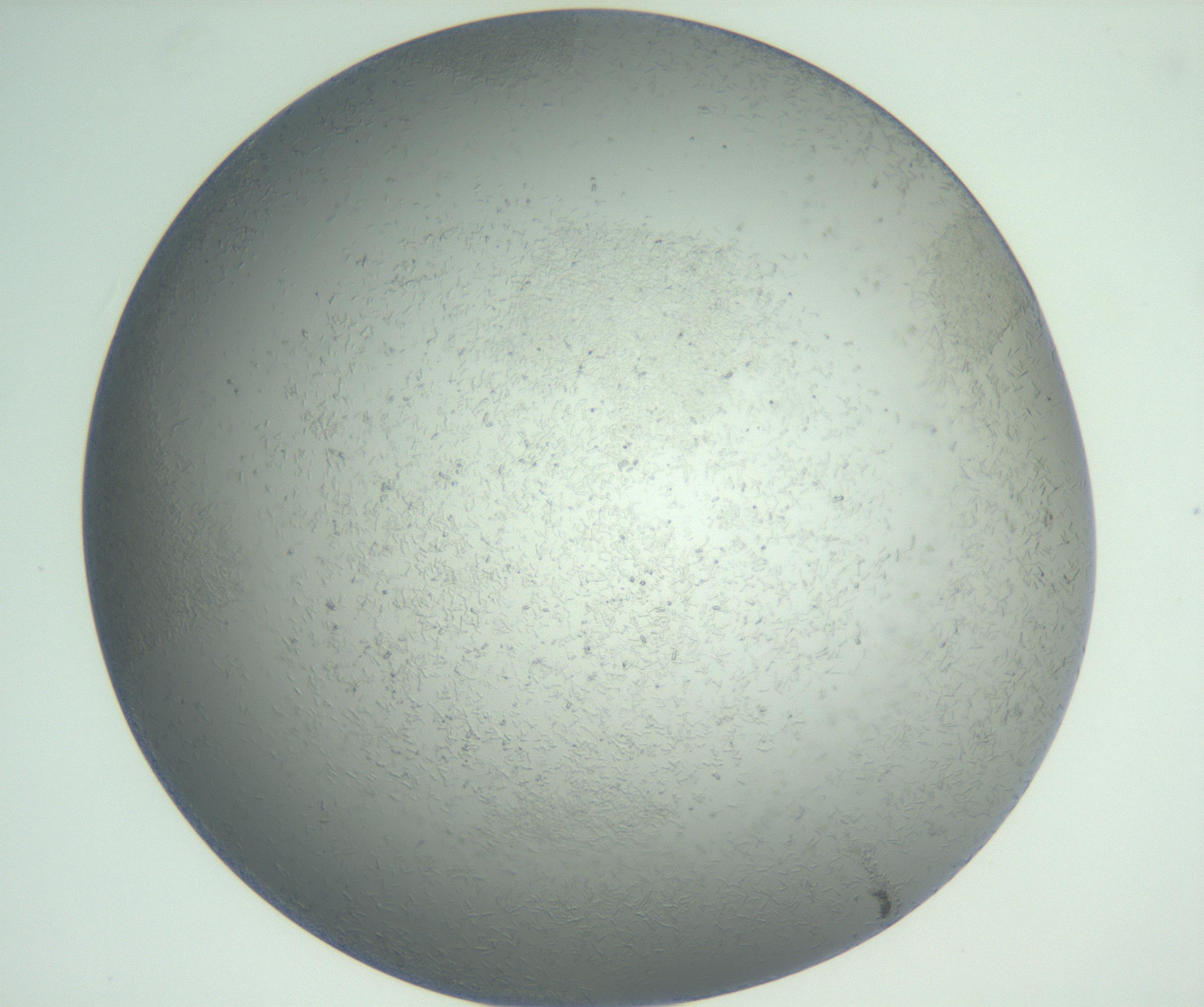 RI01_03_000_0212_Proj1_Clon1_MC_0000MC102885_002_161022_08_01_02_00_99_002_001_RAI.jpg