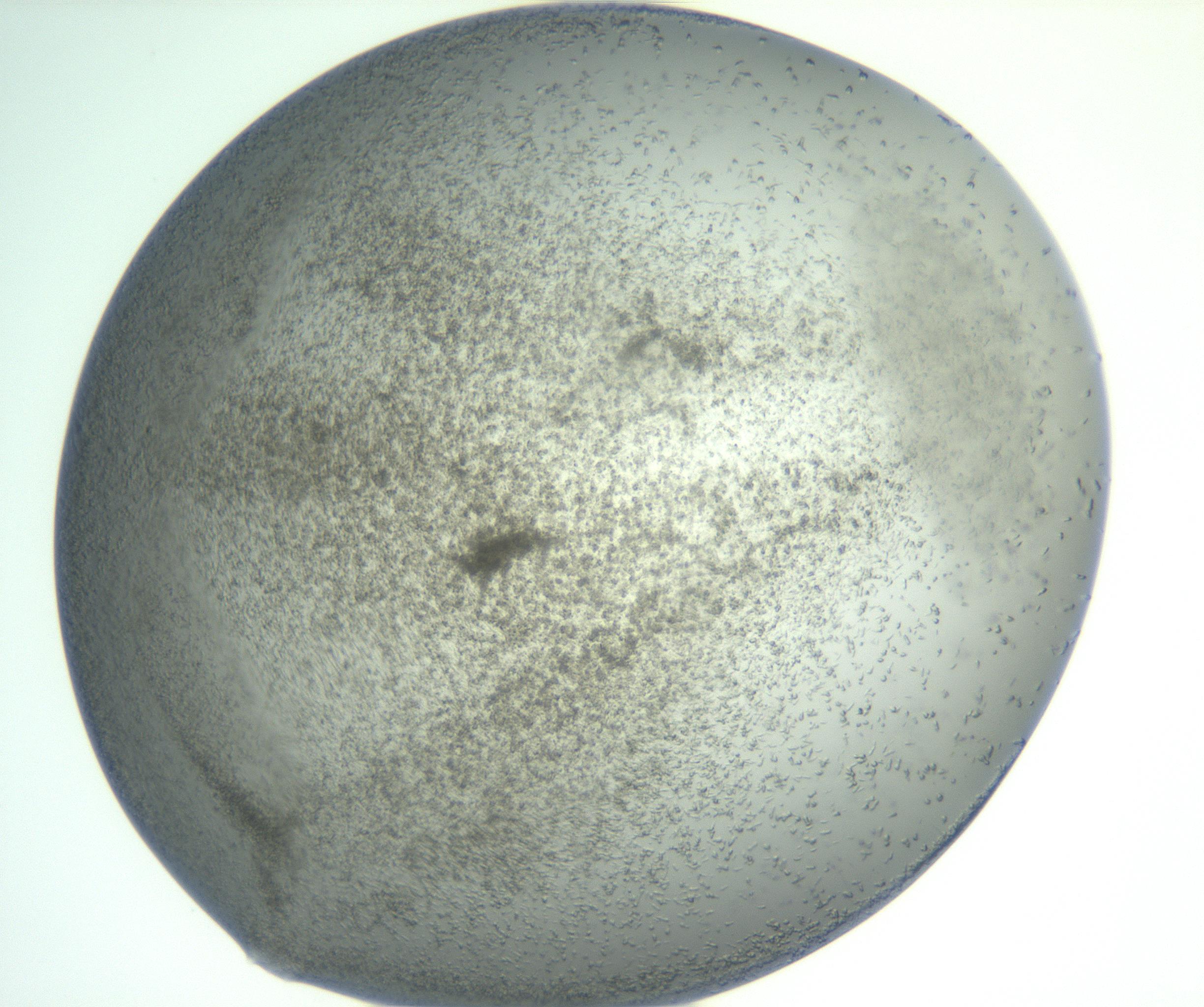 RI01_03_000_0212_Proj1_Clon1_MC_0000MC102885_002_161022_09_03_01_00_99_002_001_RAI.jpg