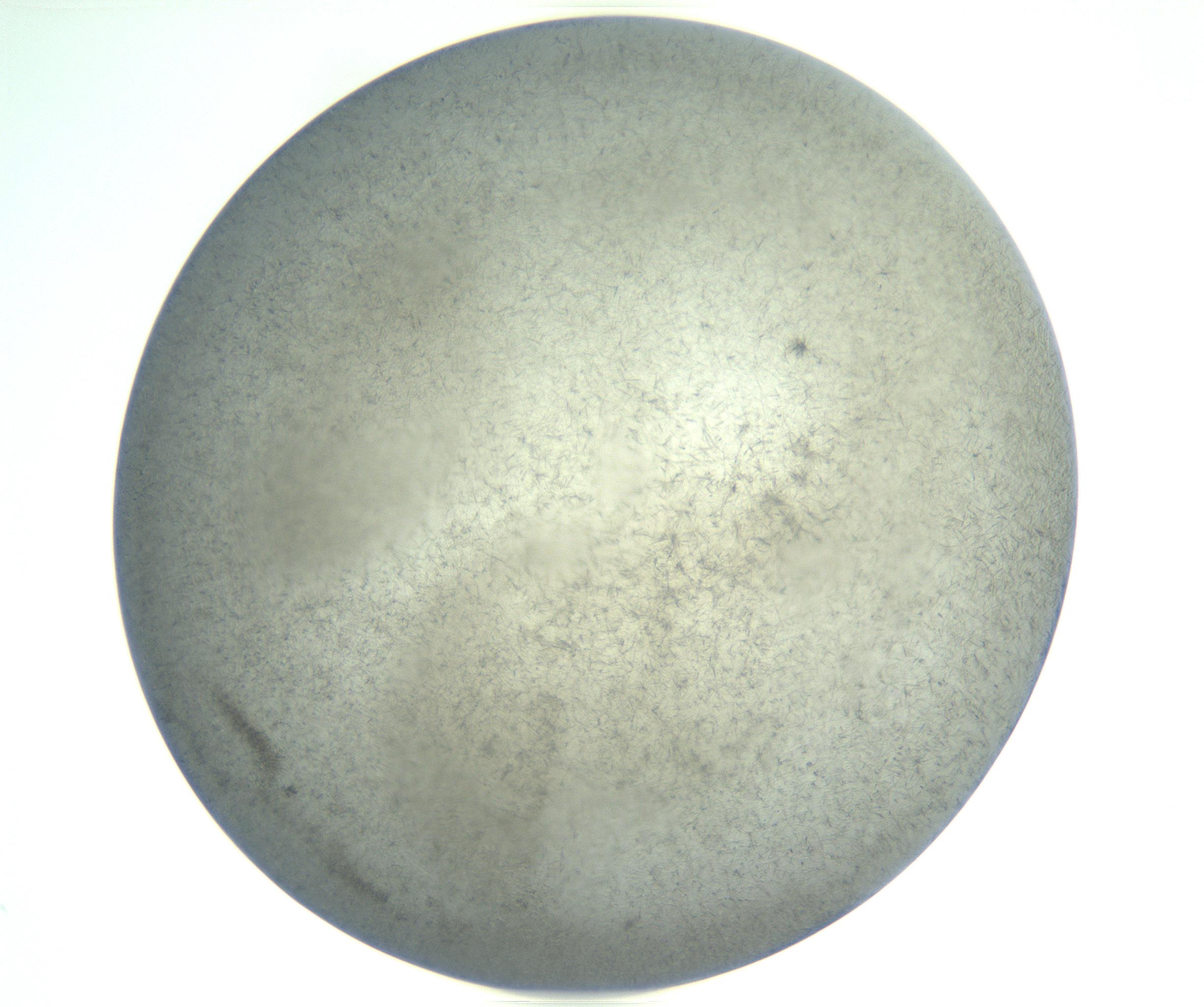 RI01_03_000_0212_Proj1_Clon1_MC_0000MC102885_002_161022_10_05_01_00_99_002_001_RAI.jpg