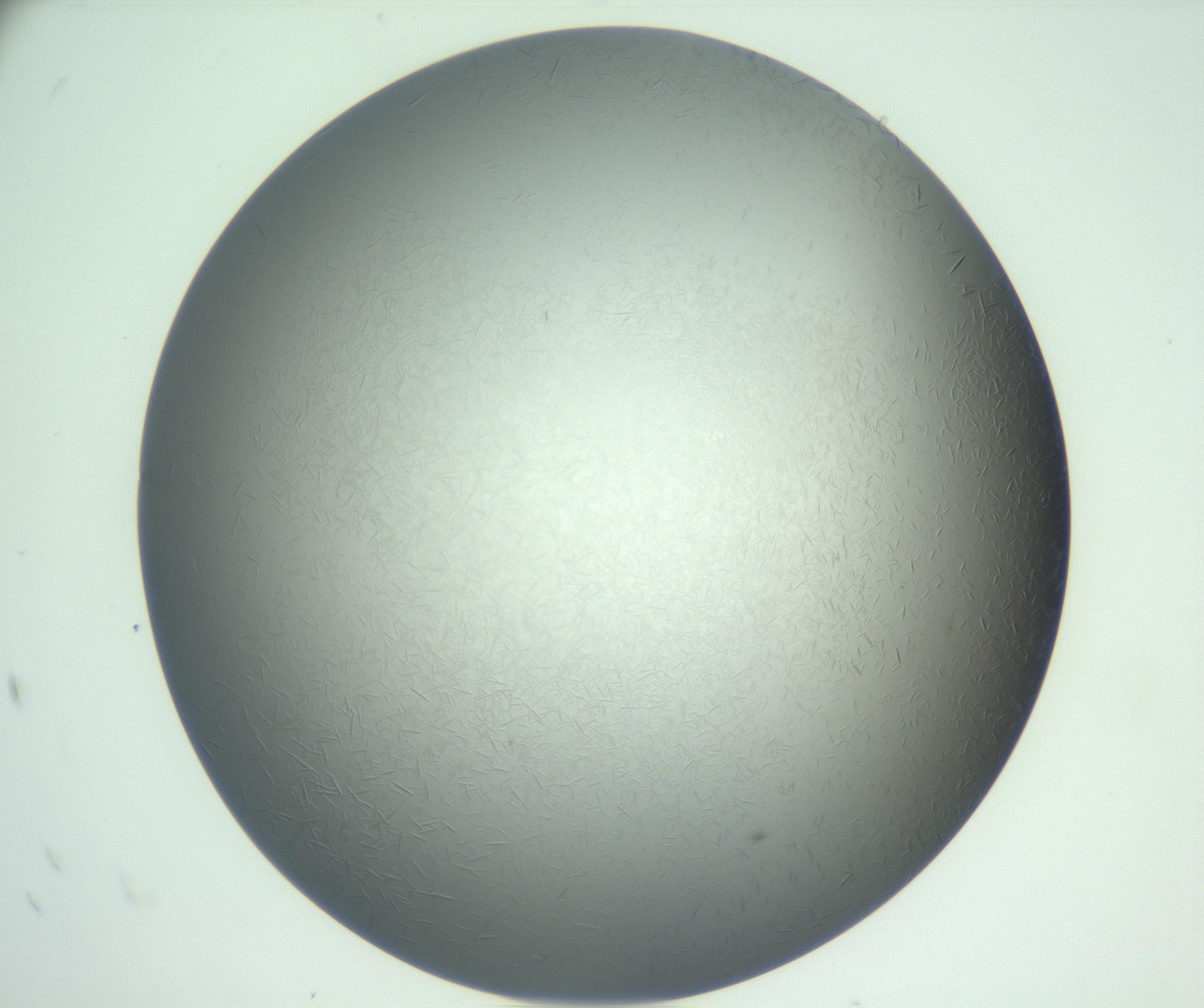 RI01_03_000_0212_Proj1_Clon1_MC_0000MC102885_002_161022_10_08_02_00_99_002_001_RAI.jpg