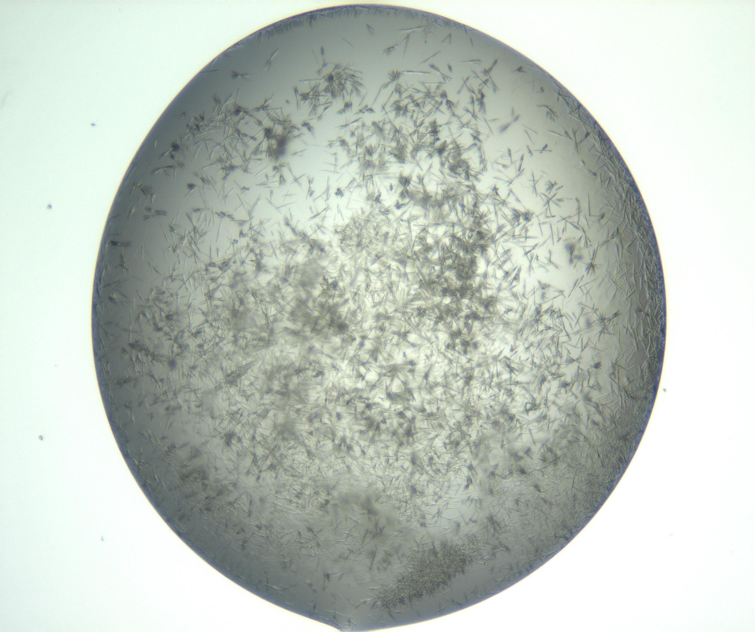 RI01_03_000_0212_Proj1_Clon1_MC_0000MC102885_002_161022_11_02_01_00_99_002_001_RAI.jpg