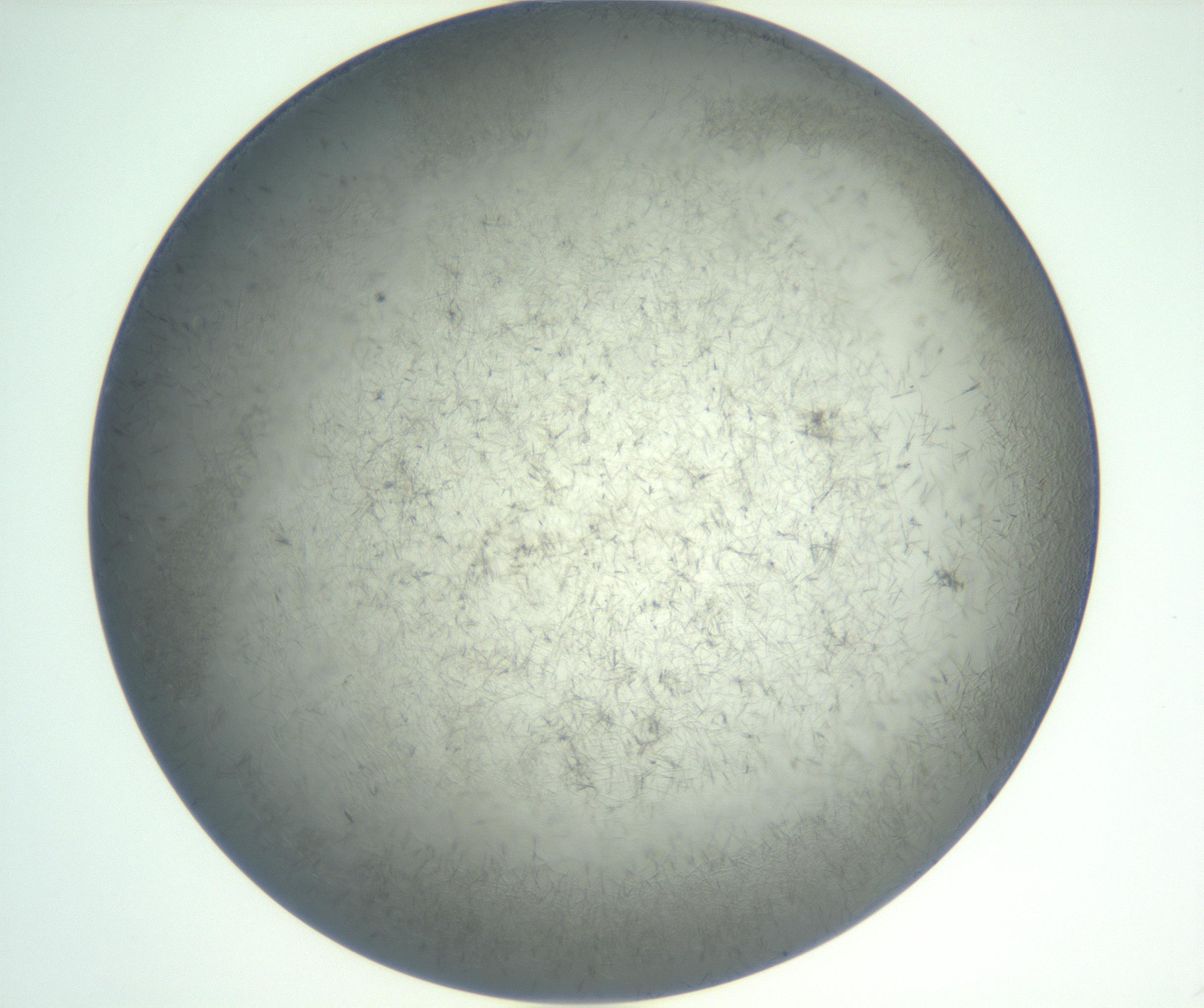 RI01_03_000_0212_Proj1_Clon1_MC_0000MC102885_002_161022_11_02_02_00_99_002_001_RAI.jpg