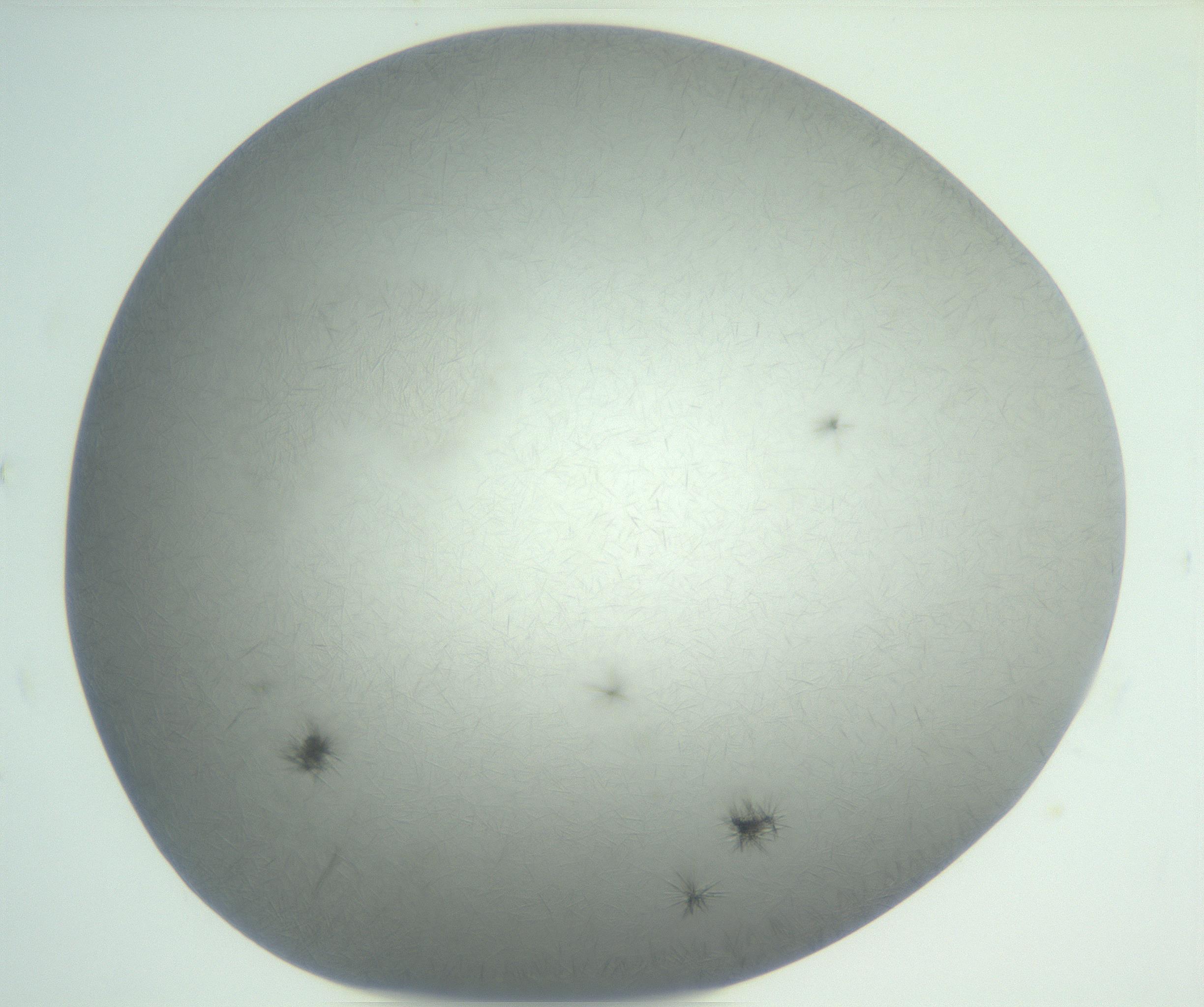 RI01_03_000_0212_Proj1_Clon1_MC_0000MC102885_002_161022_11_08_01_00_99_002_001_RAI.jpg