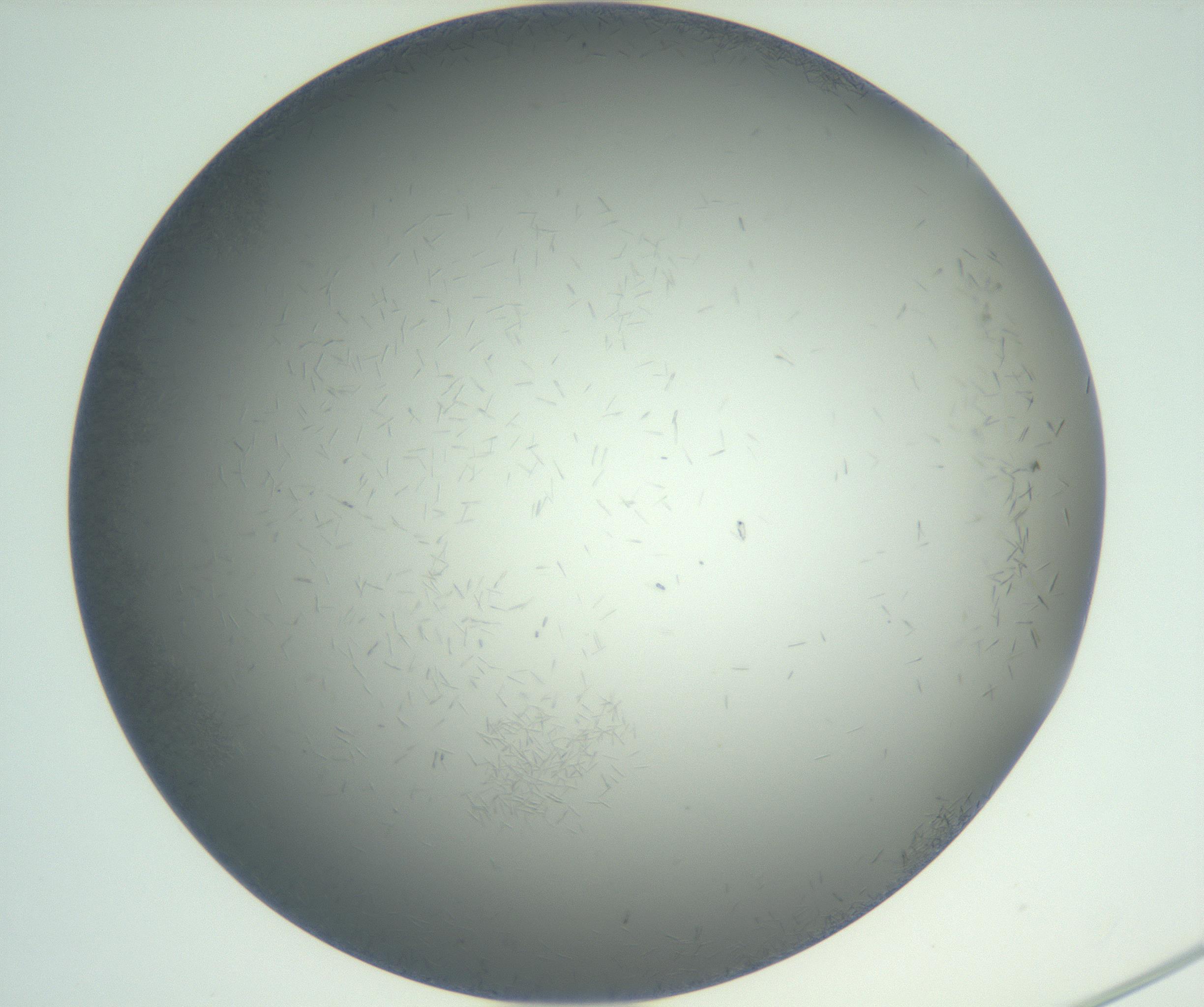 RI01_03_000_0212_Proj1_Clon1_MC_0000MC102885_002_161022_12_01_02_00_99_002_001_RAI.jpg