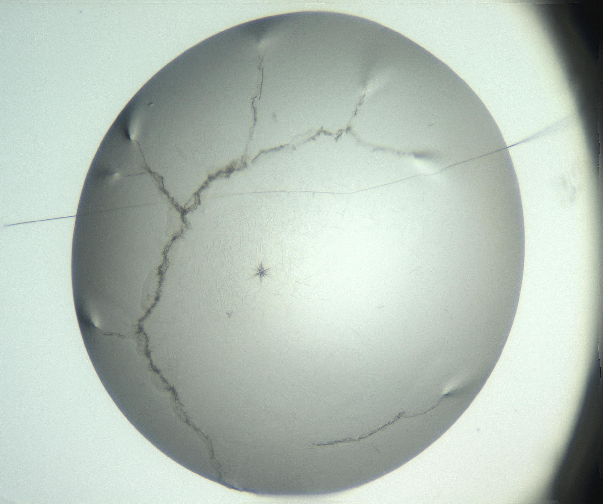 RI01_03_000_0212_Proj1_Clon1_MC_0000MC102885_004_161024_03_01_01_00_99_002_001_RAI.jpg