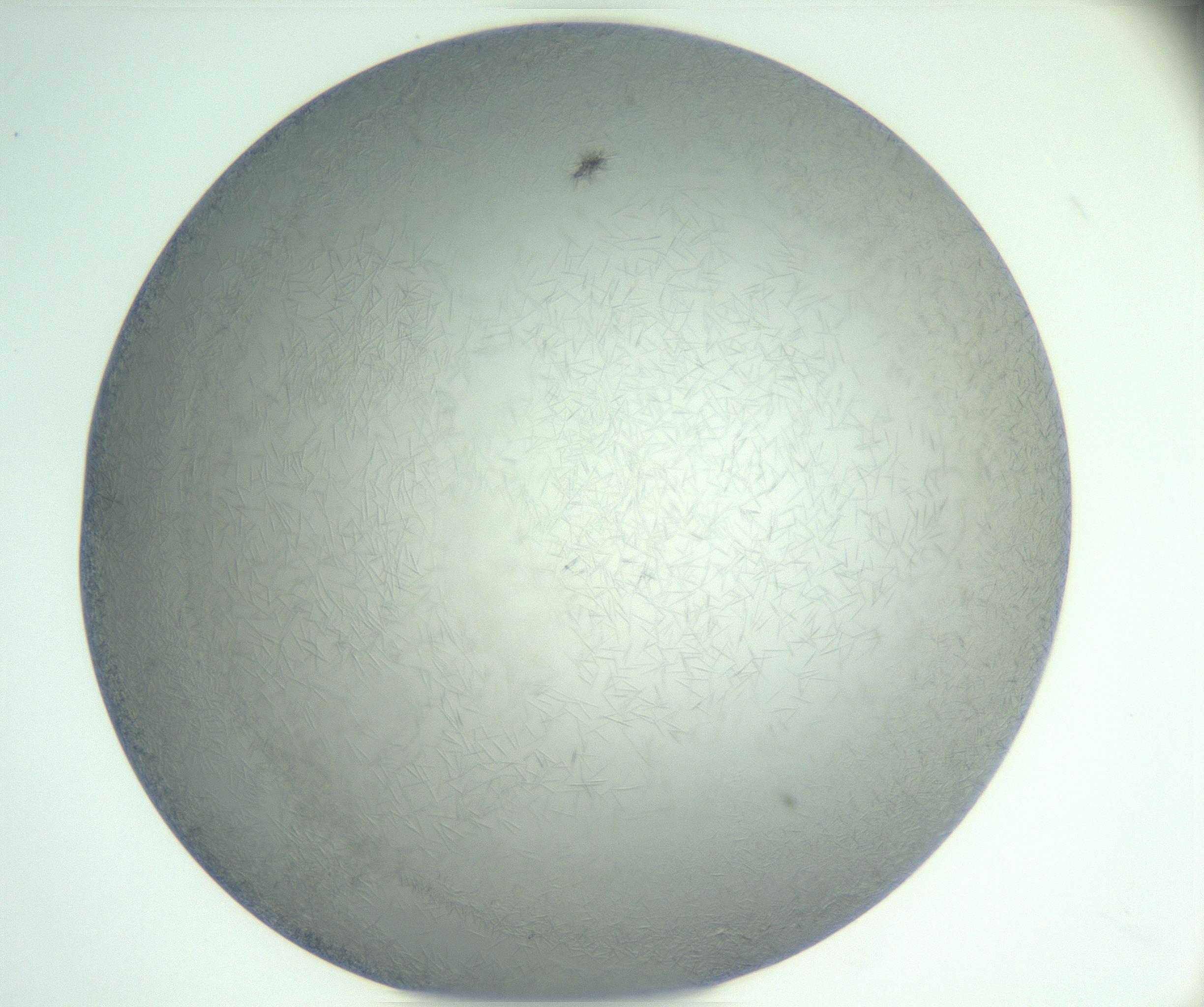 RI01_03_000_0212_Proj1_Clon1_MC_0000MC102885_004_161024_03_05_01_00_99_002_001_RAI.jpg