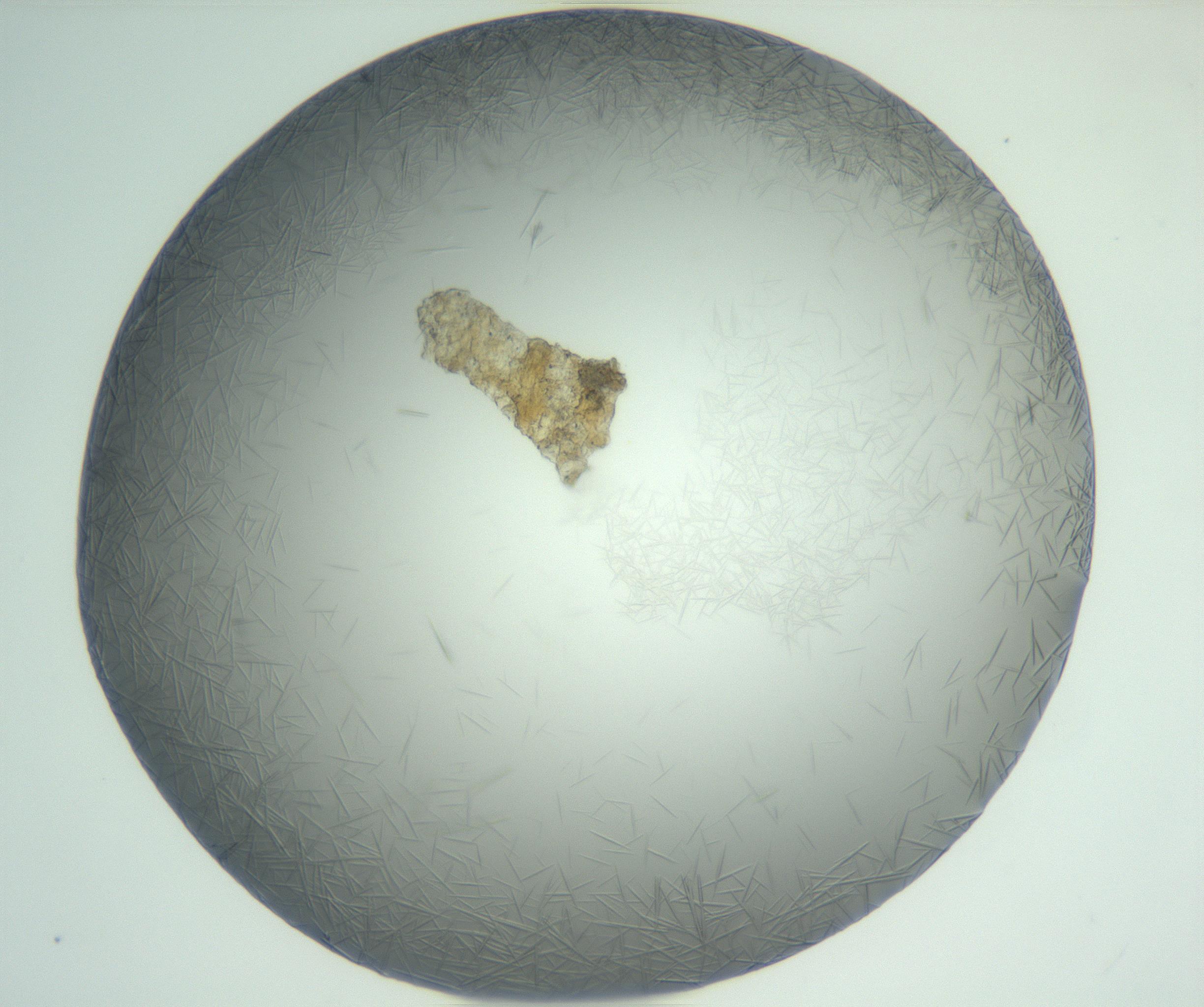 RI01_03_000_0212_Proj1_Clon1_MC_0000MC102885_004_161024_04_04_02_00_99_002_001_RAI.jpg