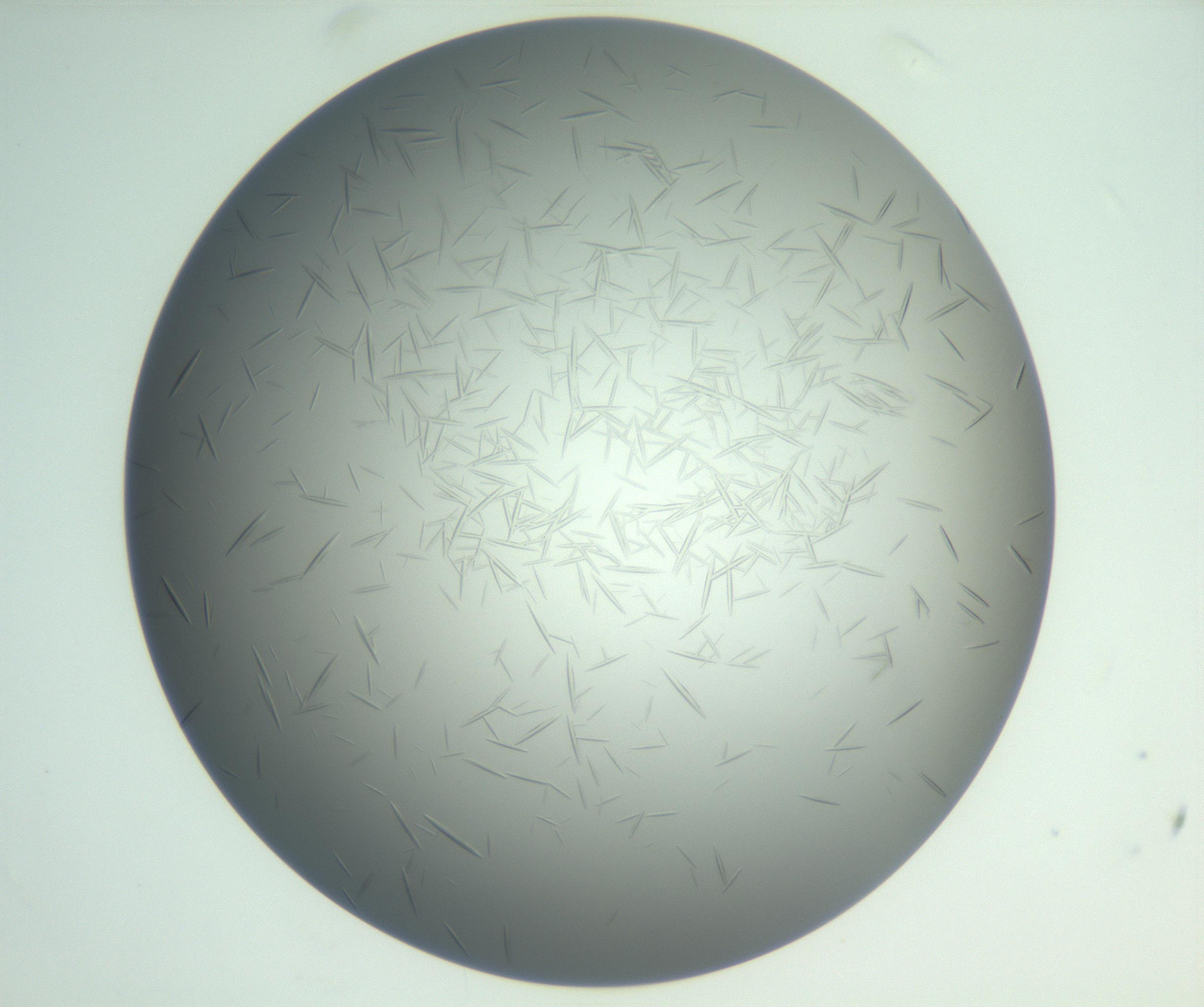 RI01_03_000_0212_Proj1_Clon1_MC_0000MC102885_004_161024_05_06_02_00_99_002_001_RAI.jpg