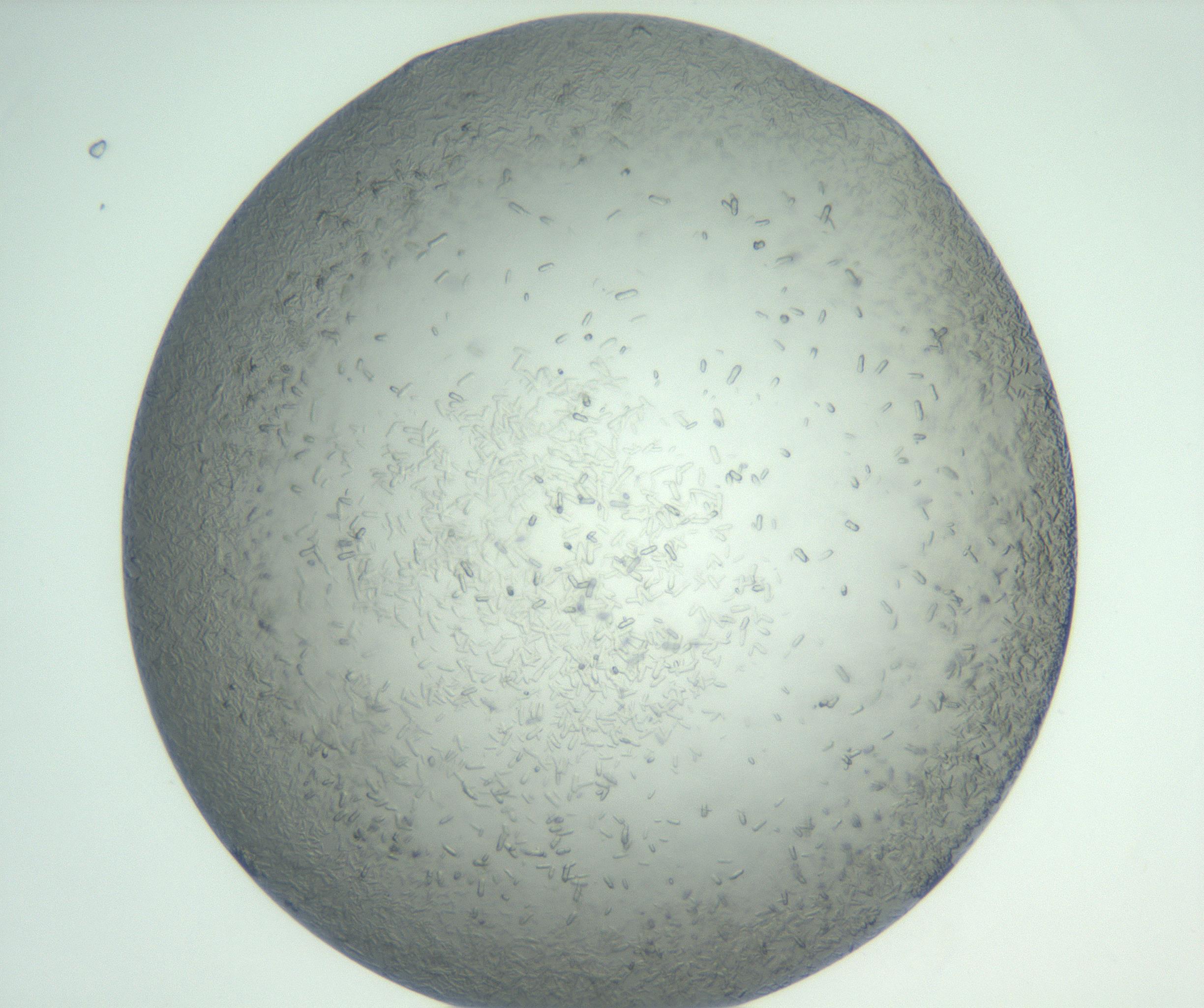 RI01_03_000_0212_Proj1_Clon1_MC_0000MC102885_004_161024_08_05_01_00_99_002_001_RAI.jpg