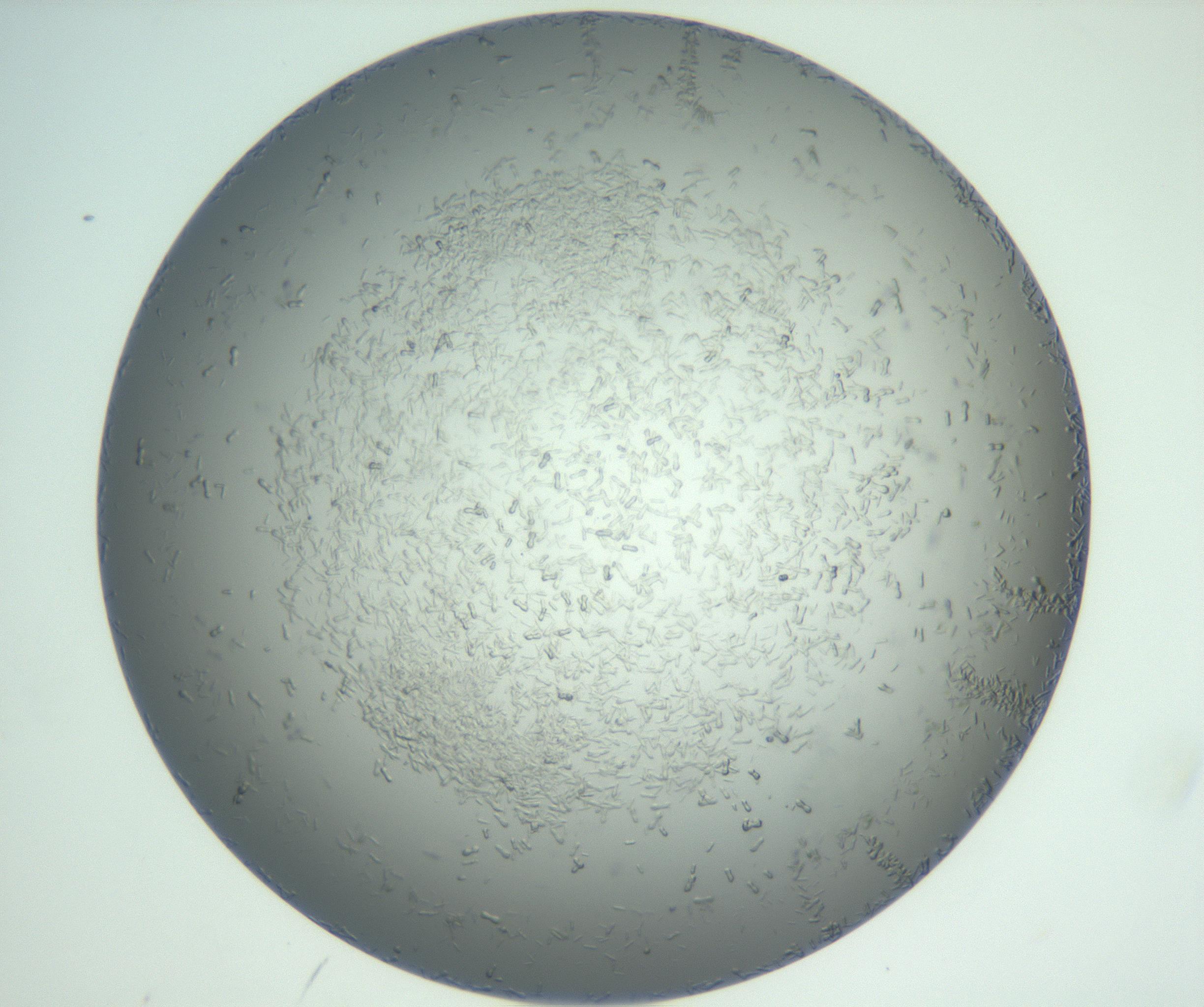 RI01_03_000_0212_Proj1_Clon1_MC_0000MC102885_004_161024_08_05_02_00_99_002_001_RAI.jpg
