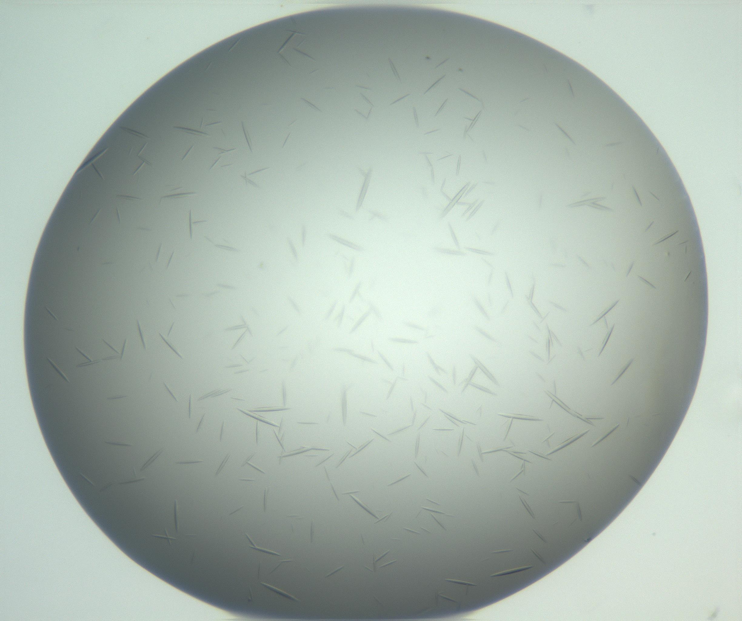 RI01_03_000_0212_Proj1_Clon1_MC_0000MC102885_004_161024_08_08_01_00_99_002_001_RAI.jpg
