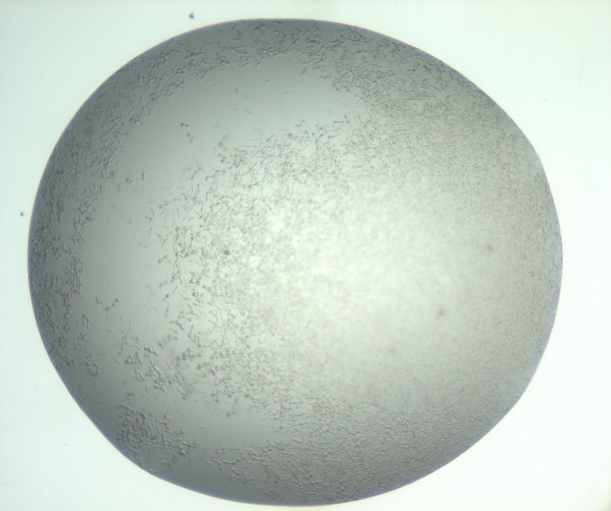 RI01_03_000_0212_Proj1_Clon1_MC_0000MC102885_004_161024_09_04_01_00_99_002_001_RAI.jpg