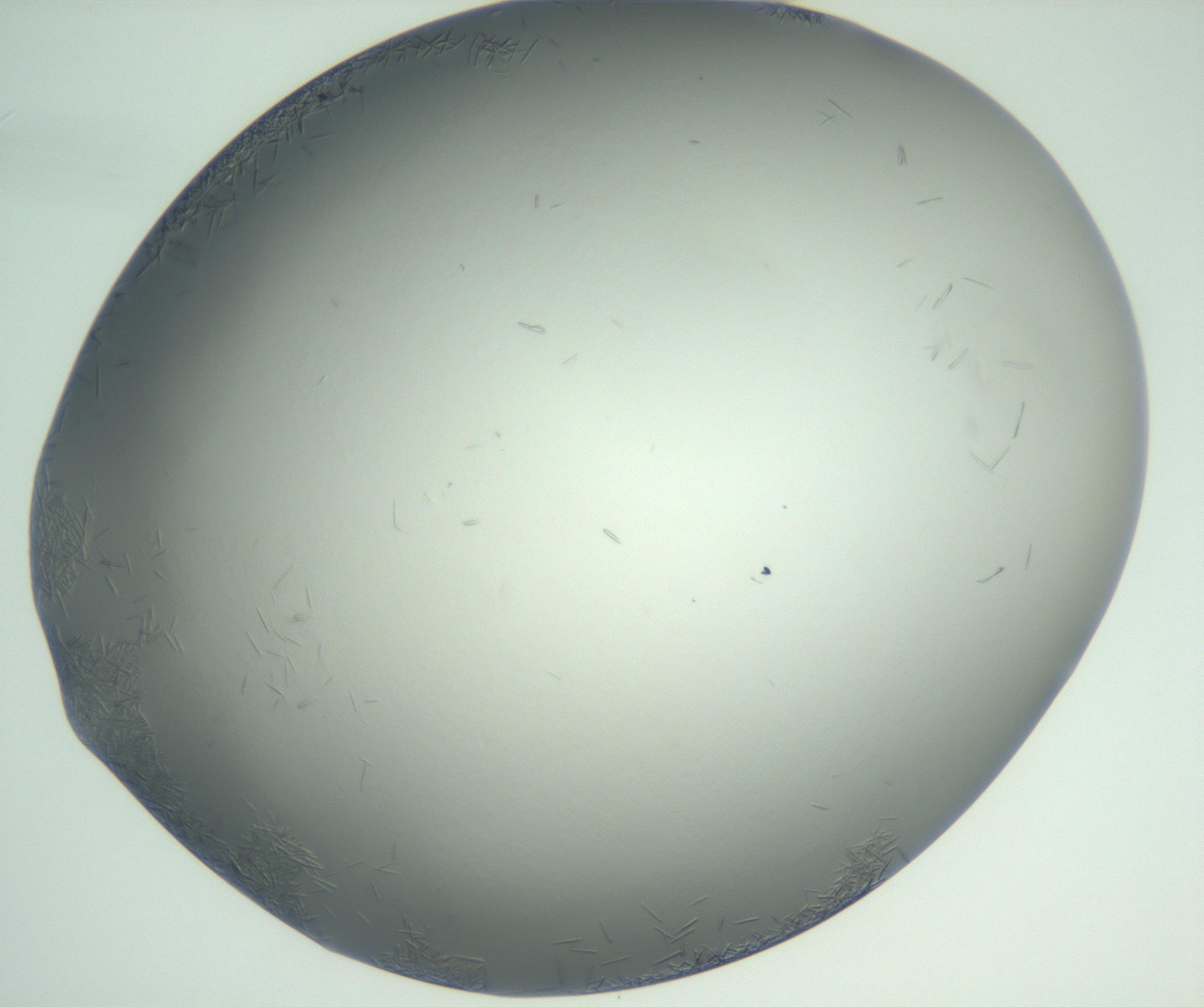 RI01_03_000_0212_Proj1_Clon1_MC_0000MC102885_004_161024_12_01_01_00_99_002_001_RAI.jpg