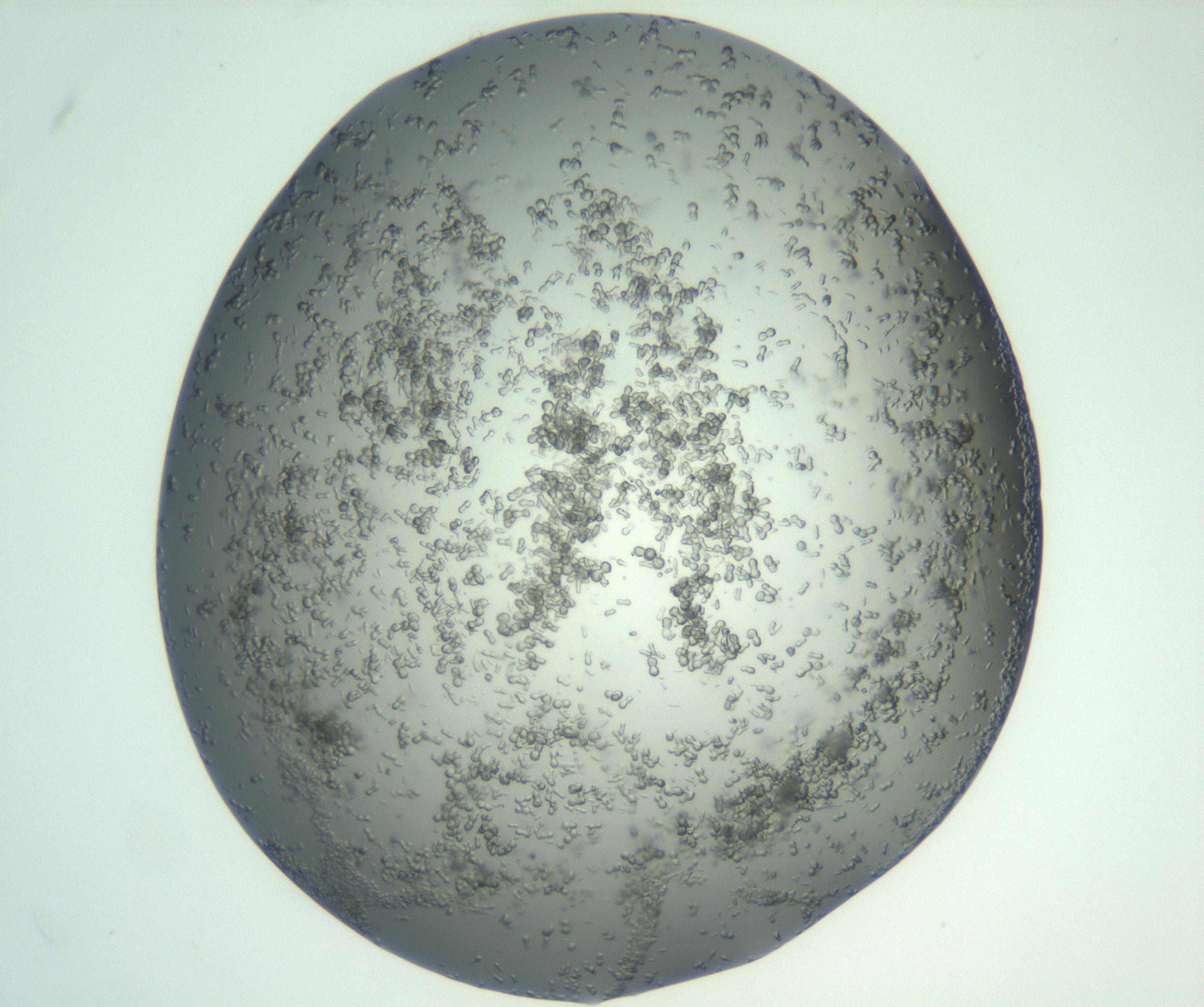 RI01_03_000_0212_Proj1_Clon1_MC_0000MC102885_004_161024_12_02_01_00_99_002_001_RAI.jpg