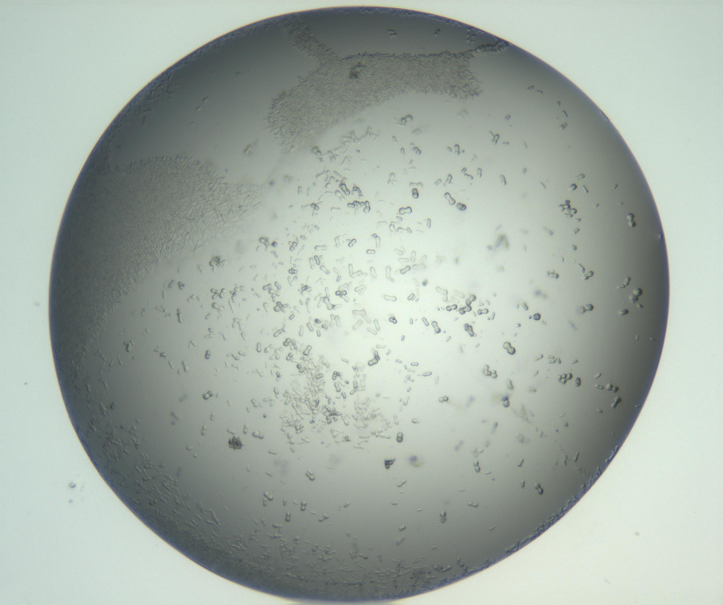 RI01_03_000_0212_Proj1_Clon1_MC_0000MC102885_004_161024_12_02_02_00_99_002_001_RAI.jpg