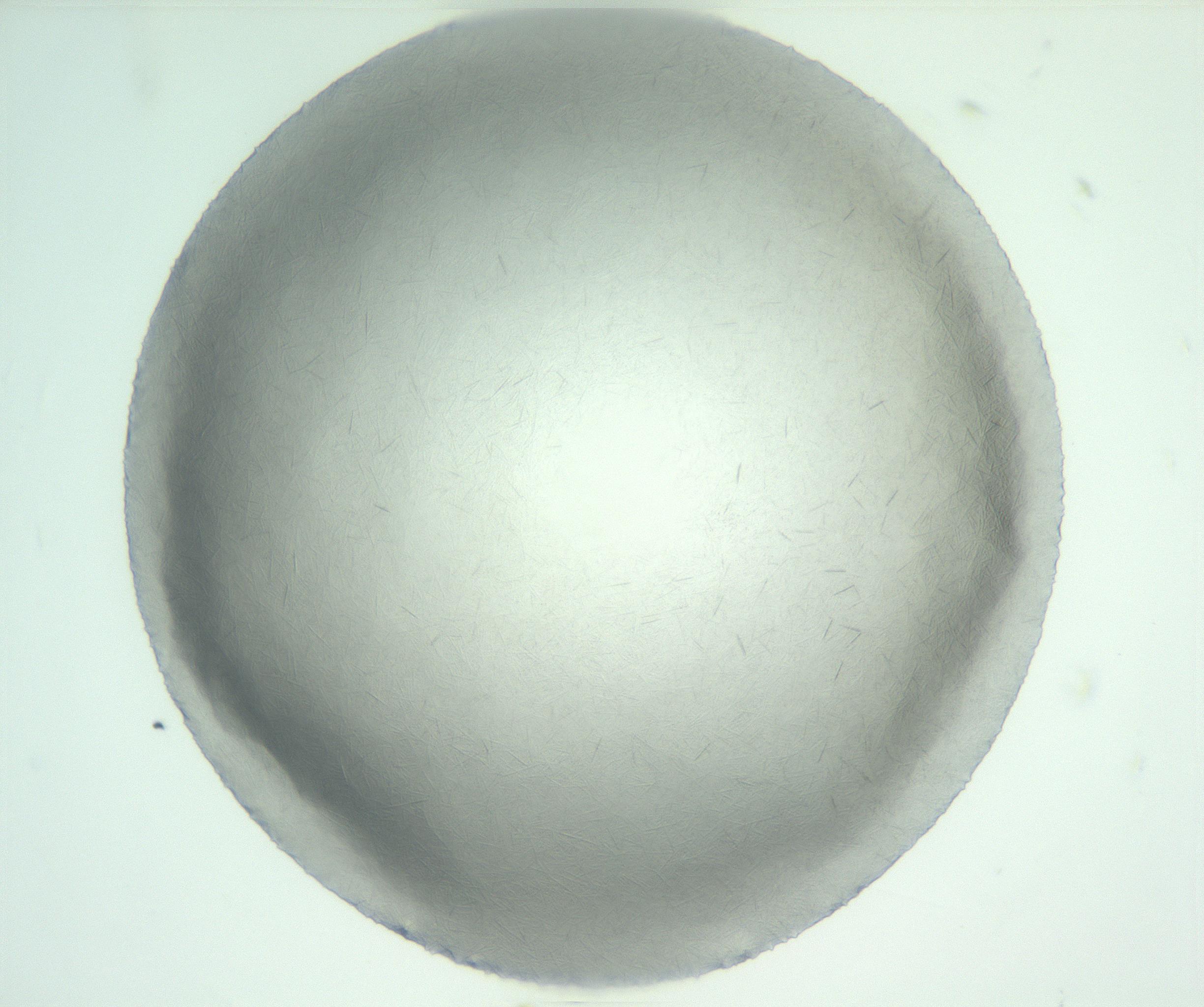 RI01_03_000_0212_Proj1_Clon1_MC_0000MC102885_005_161026_08_02_01_00_99_002_001_RAI.jpg