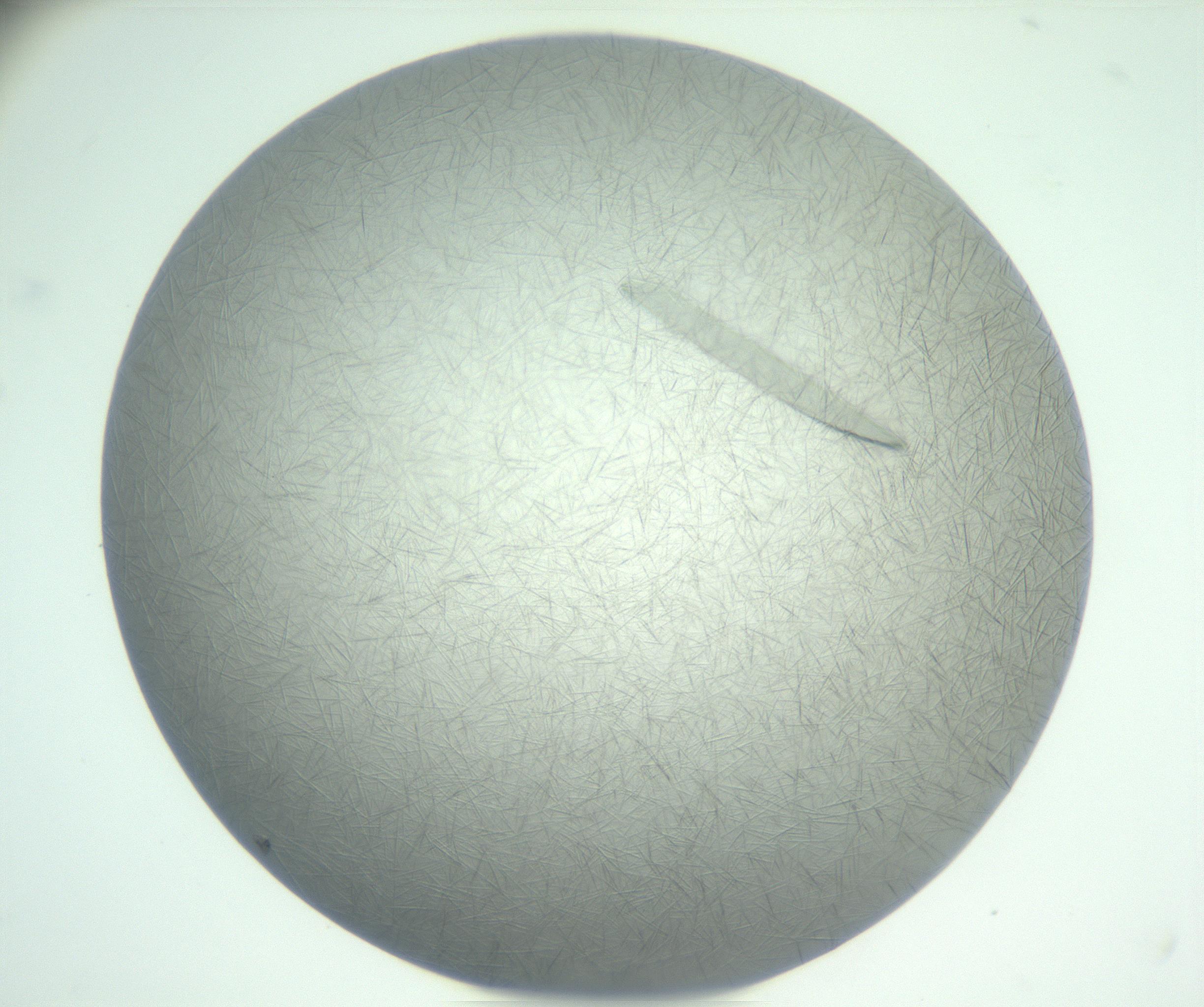 RI01_03_000_0212_Proj1_Clon1_MC_0000MC102885_007_161031_06_07_01_00_99_002_001_RAI.jpg