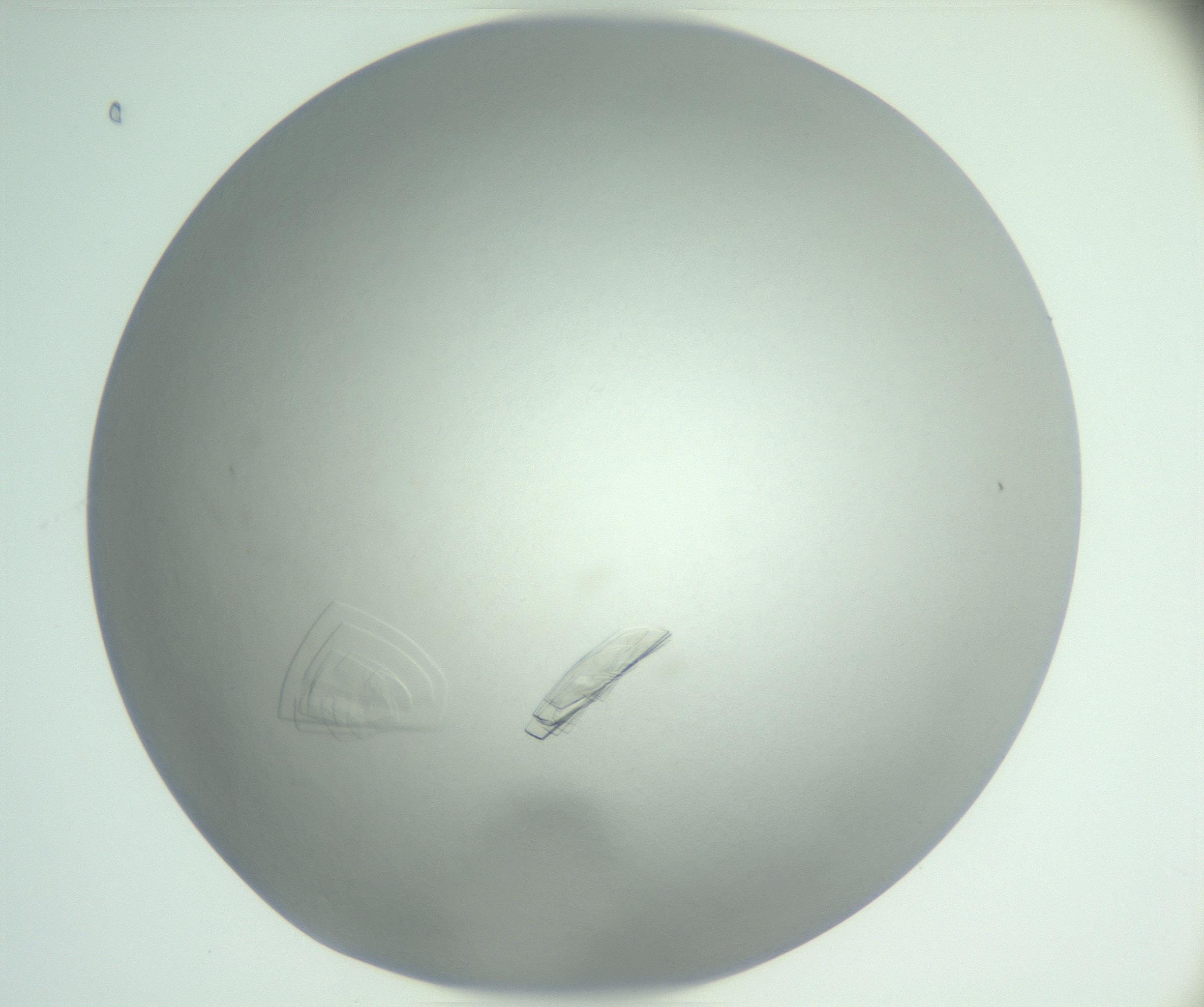 RI01_03_000_0212_Proj1_Clon1_MC_0000MC102885_007_161031_08_03_01_00_99_002_001_RAI.jpg