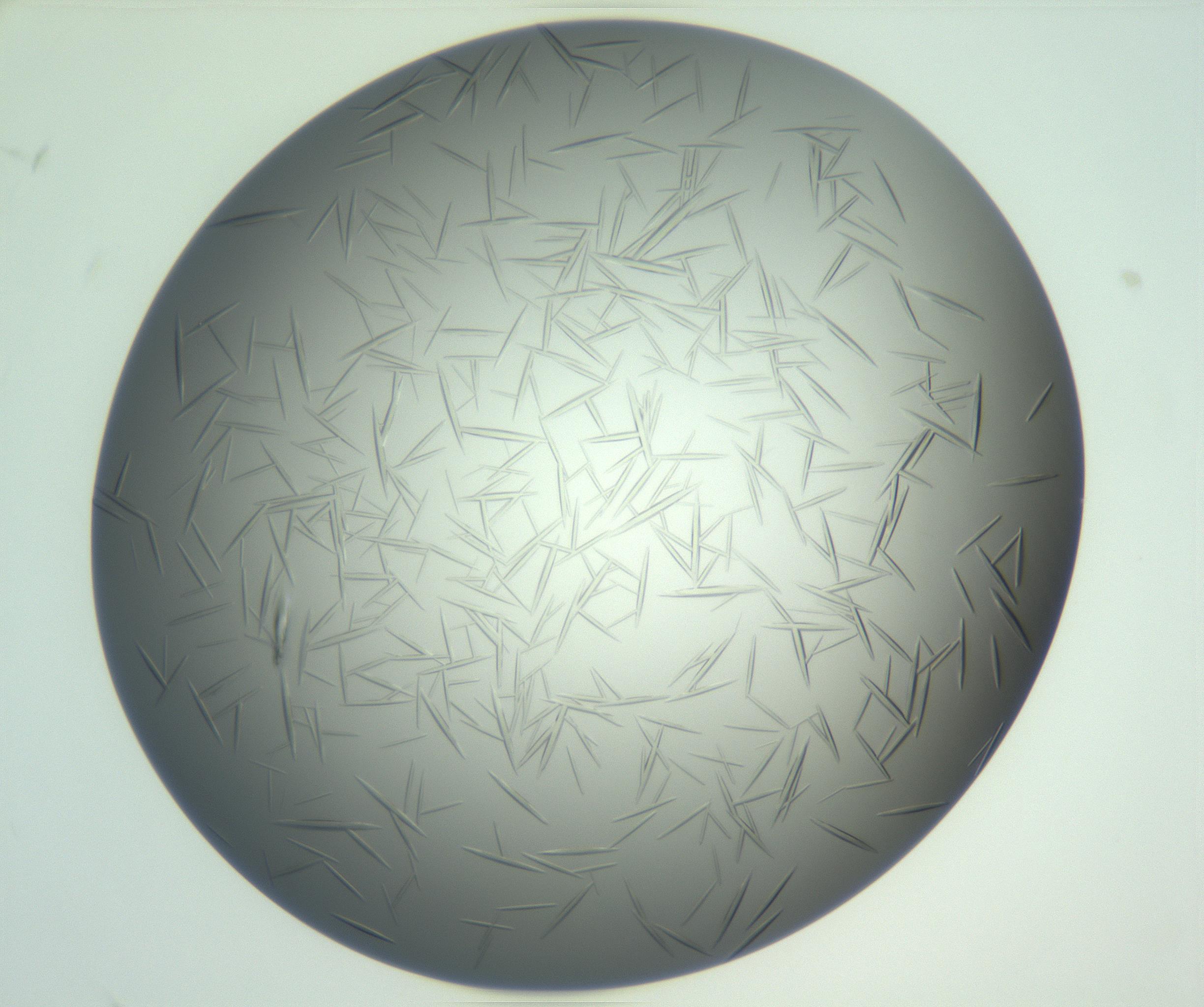 RI01_03_000_0212_Proj1_Clon1_MC_0000MC102885_007_161031_08_08_02_00_99_002_001_RAI.jpg