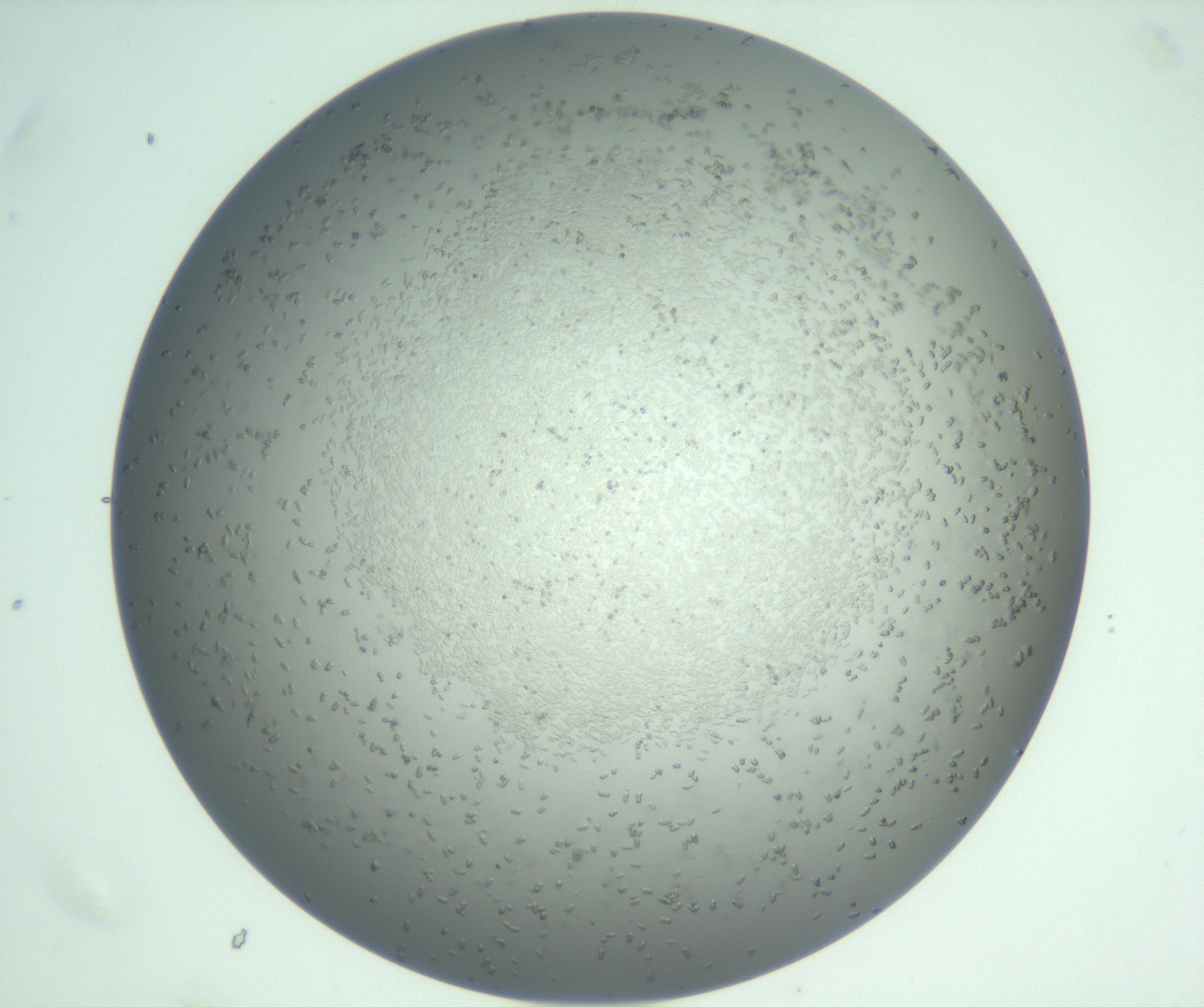 RI01_03_000_0212_Proj1_Clon1_MC_0000MC102885_010_161126_07_06_02_00_99_002_001_RAI.jpg