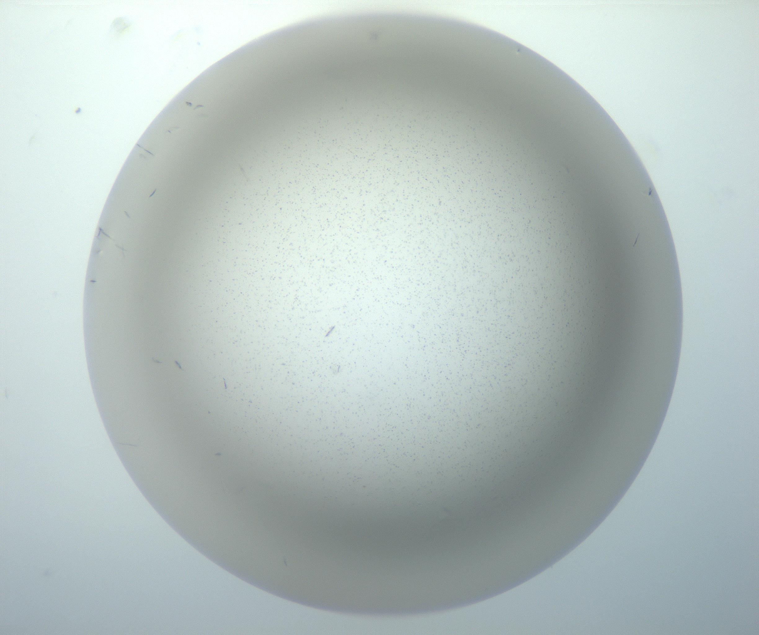 RI01_03_000_0212_Proj1_Clon1_MC_0000MC102886_002_161025_03_03_02_00_99_002_001_RAI.jpg