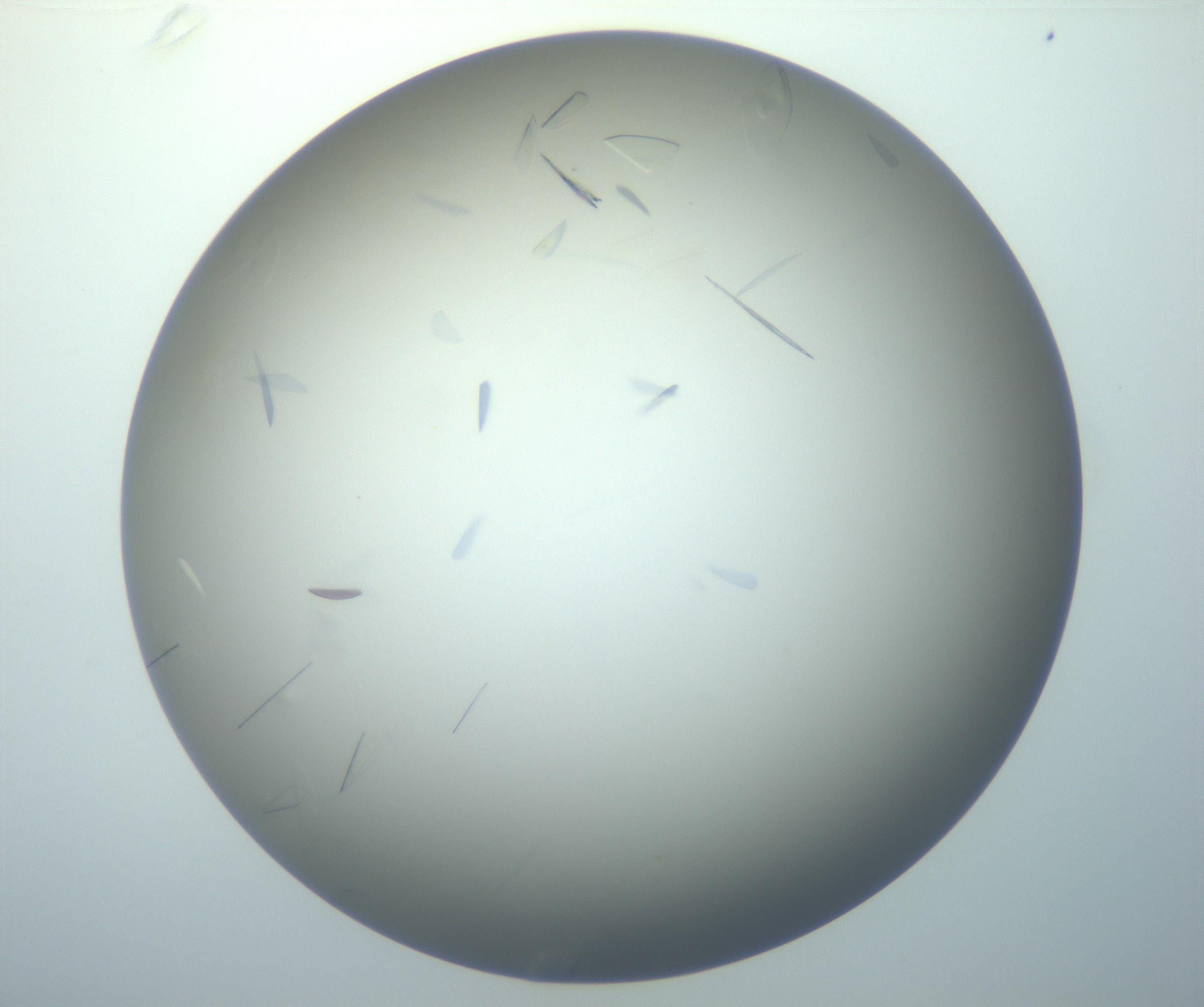 RI01_03_000_0212_Proj1_Clon1_MC_0000MC102886_007_161107_01_03_02_00_99_002_001_RAI.jpg