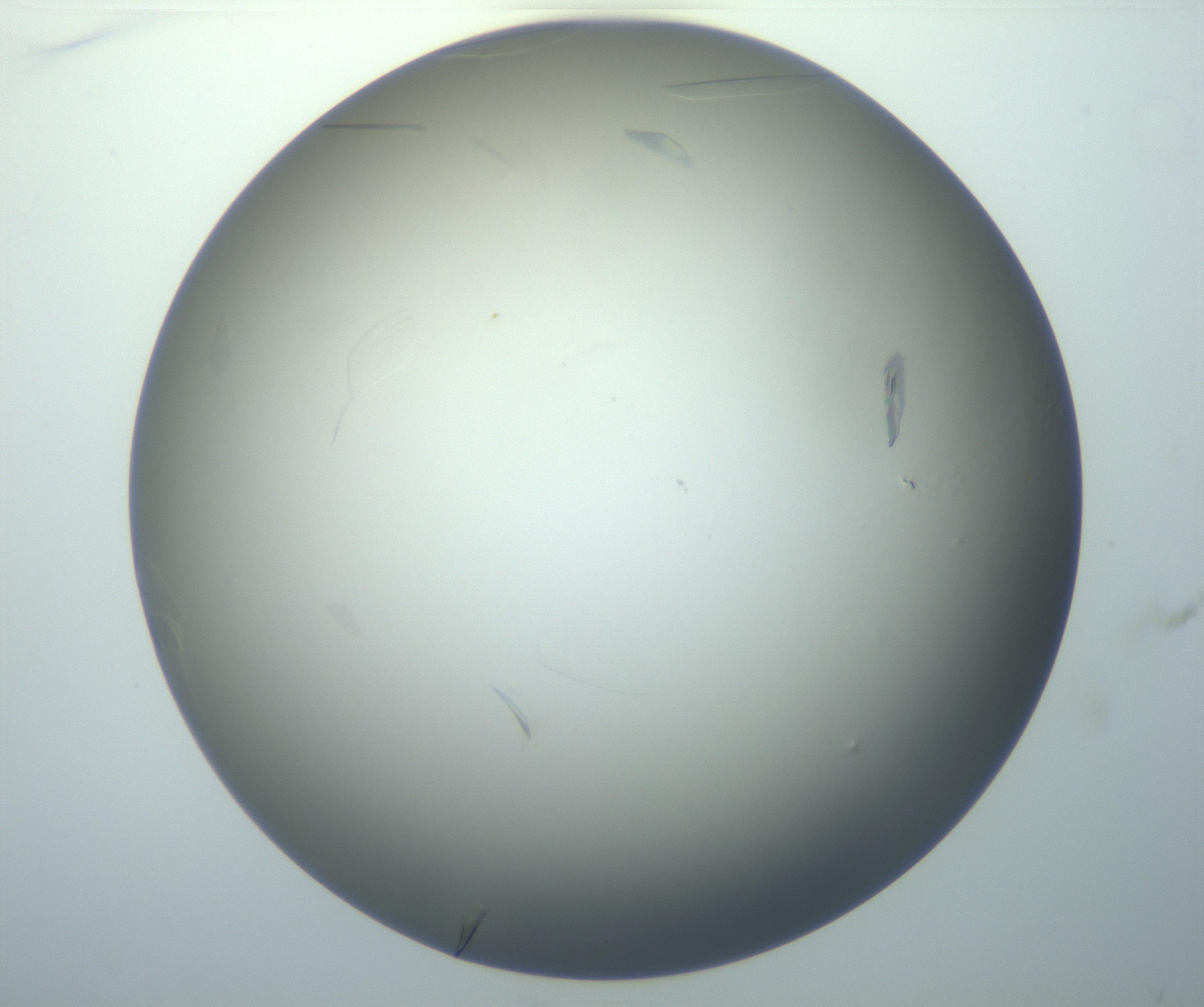 RI01_03_000_0212_Proj1_Clon1_MC_0000MC102886_007_161107_01_04_01_00_99_002_001_RAI.jpg