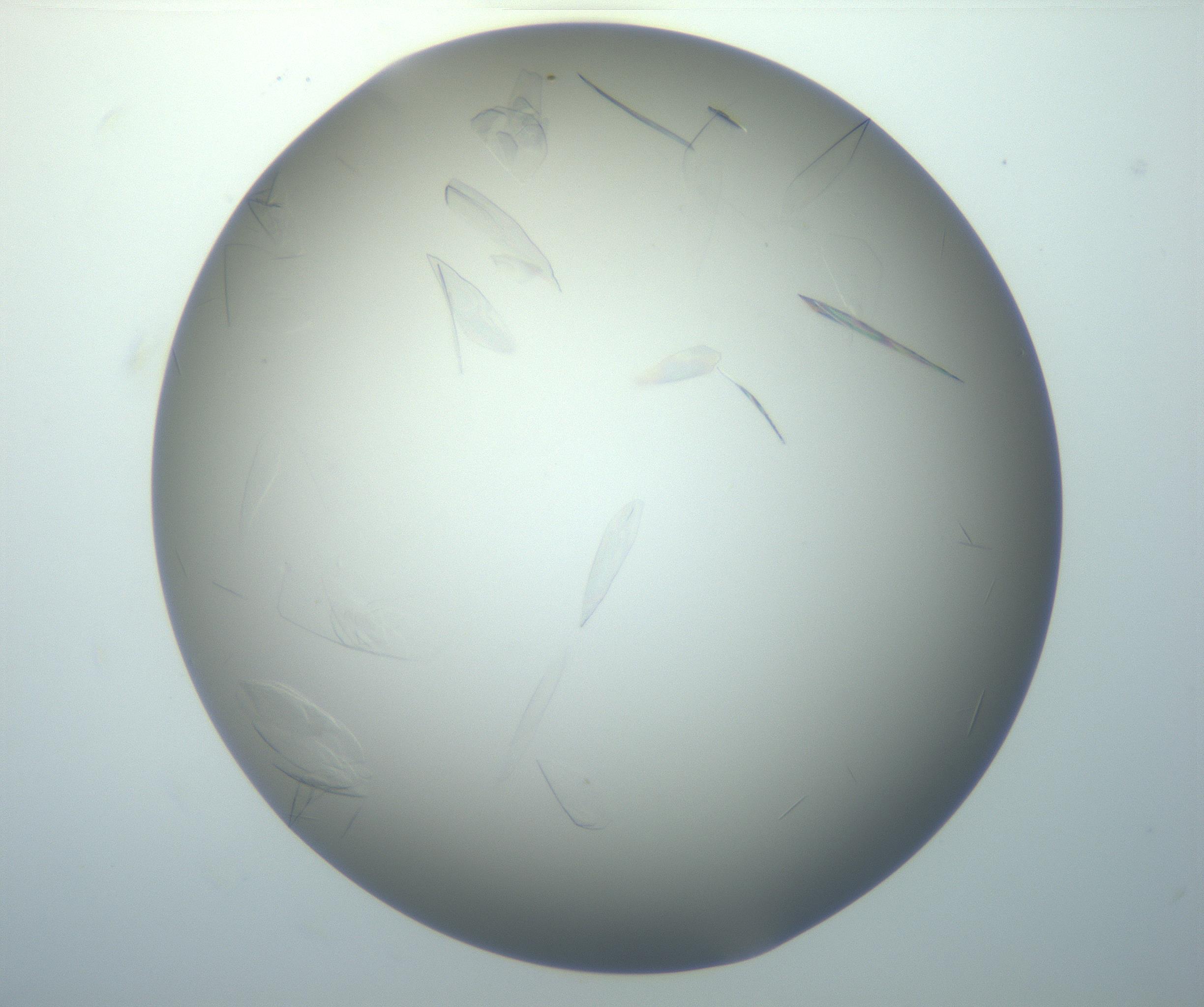 RI01_03_000_0212_Proj1_Clon1_MC_0000MC102886_007_161107_01_04_02_00_99_002_001_RAI.jpg