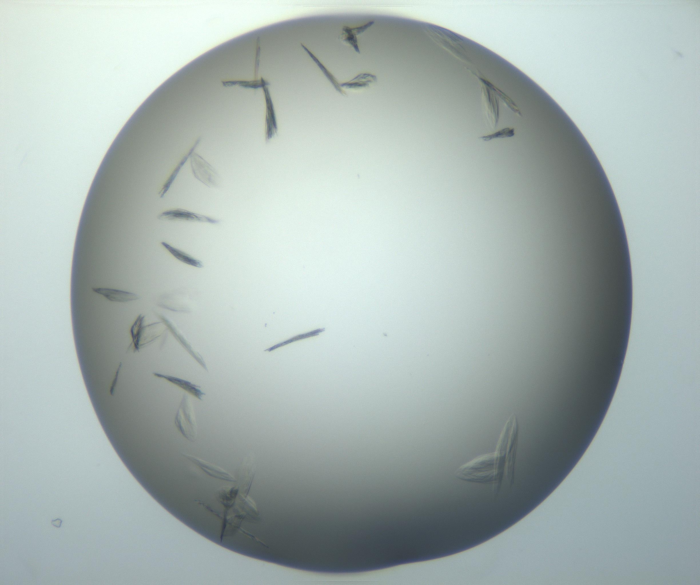 RI01_03_000_0212_Proj1_Clon1_MC_0000MC102886_007_161107_01_06_01_00_99_002_001_RAI.jpg