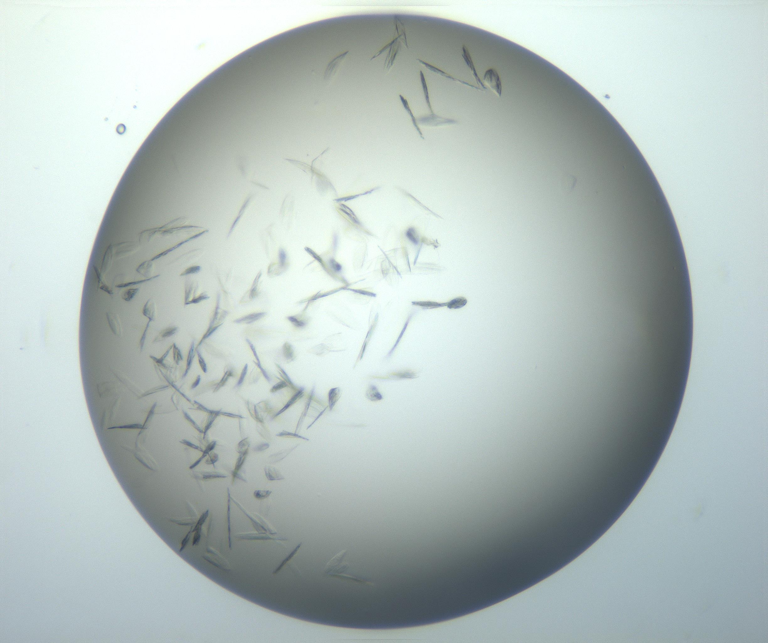 RI01_03_000_0212_Proj1_Clon1_MC_0000MC102886_007_161107_01_06_02_00_99_002_001_RAI.jpg