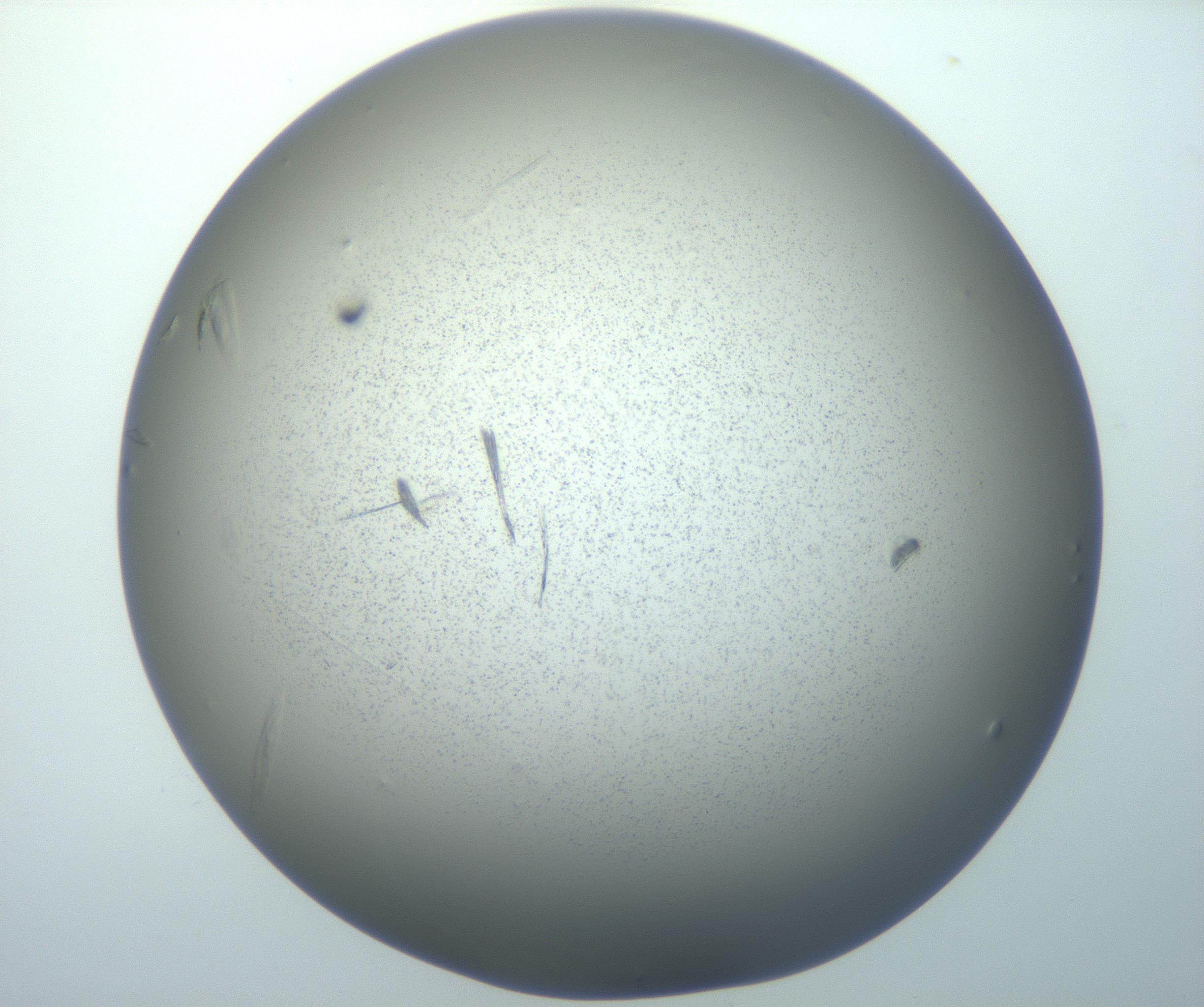 RI01_03_000_0212_Proj1_Clon1_MC_0000MC102886_007_161107_01_07_01_00_99_002_001_RAI.jpg