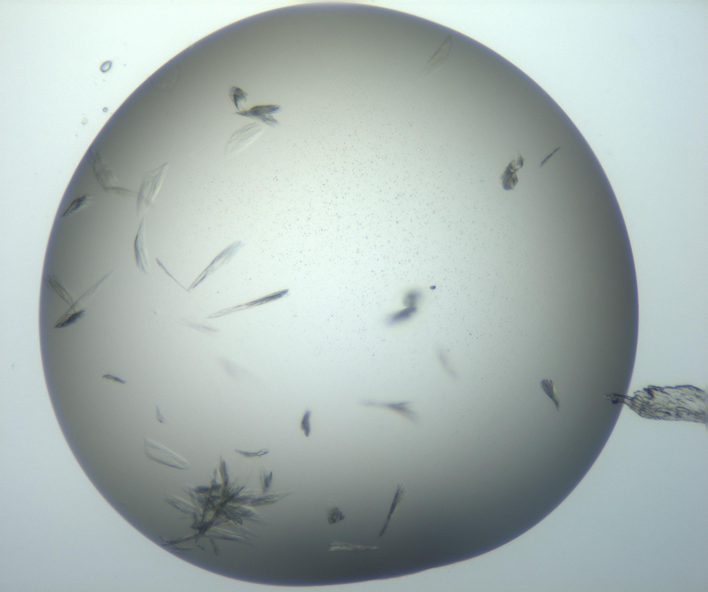 RI01_03_000_0212_Proj1_Clon1_MC_0000MC102886_007_161107_01_07_02_00_99_002_001_RAI.jpg